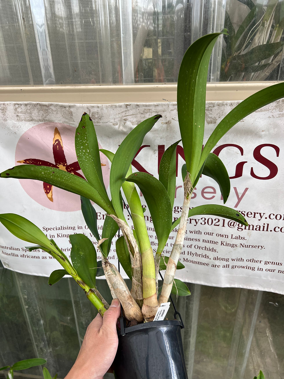 Thumbnail: Dendrobium Aus Goldrush ‘Hulk’ x Brimbank Gold 'Christine’ seedling 140mm pot