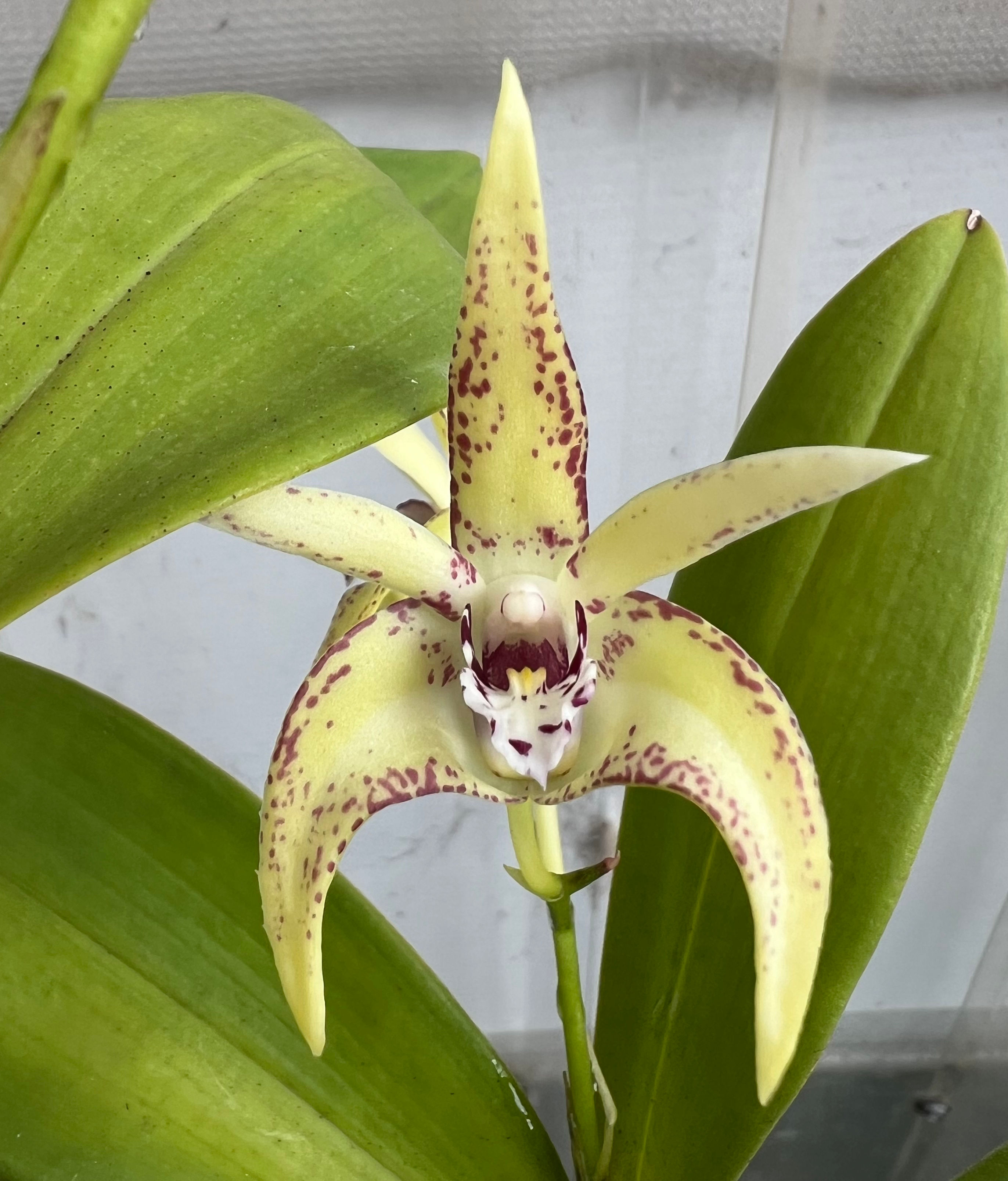 Dendrobium King’s Cosmic Tornado flowering 140mm pot