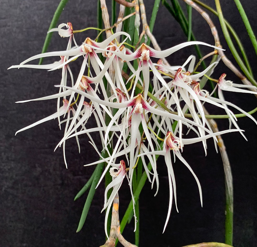 Thumbnail: Dendrobium Frank and Penny specimen plants with premium whites 150mm mesh pot