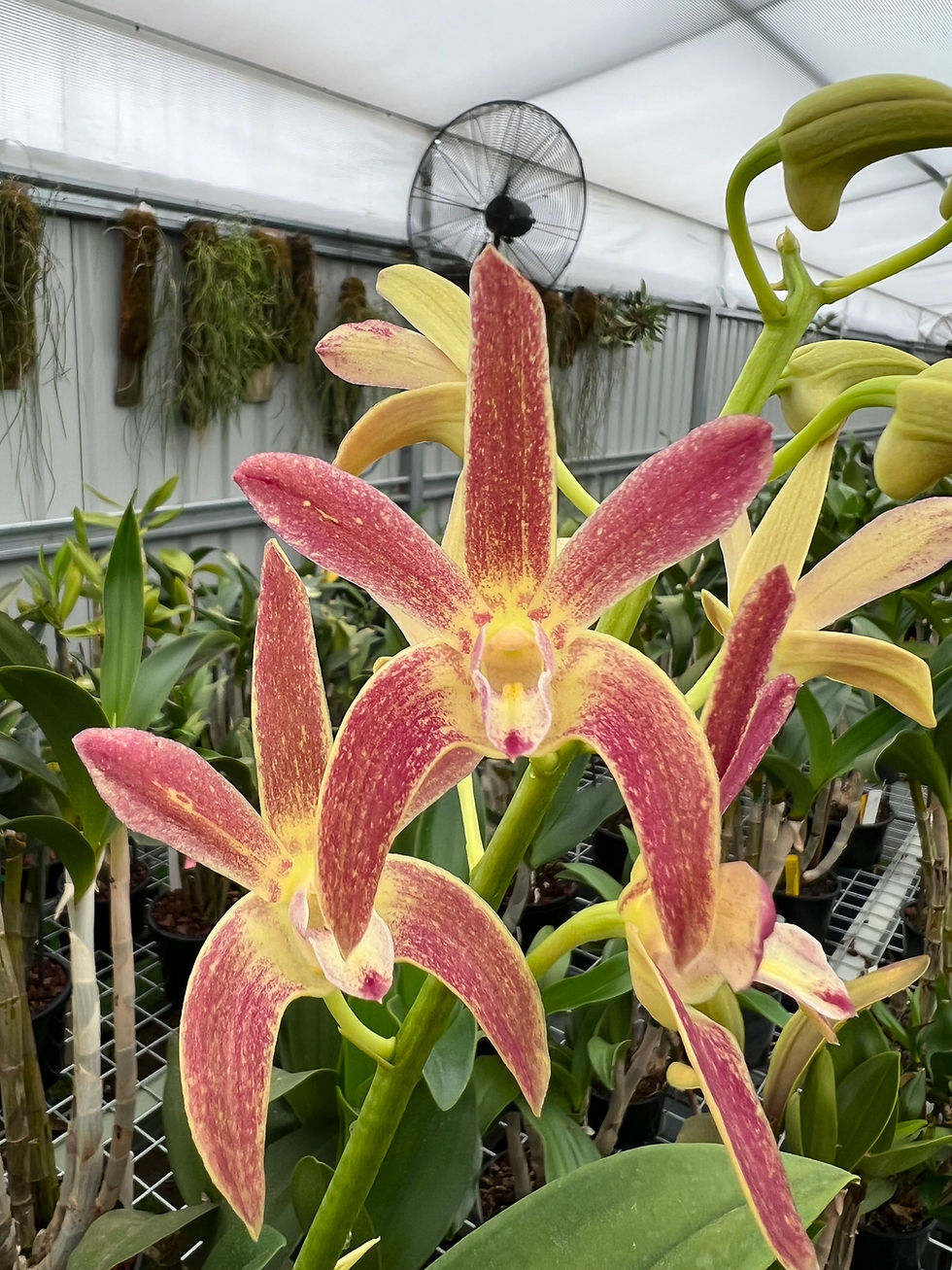 Thumbnail: Dendrobium Eclipse remake flowering size seedling 140mm pot