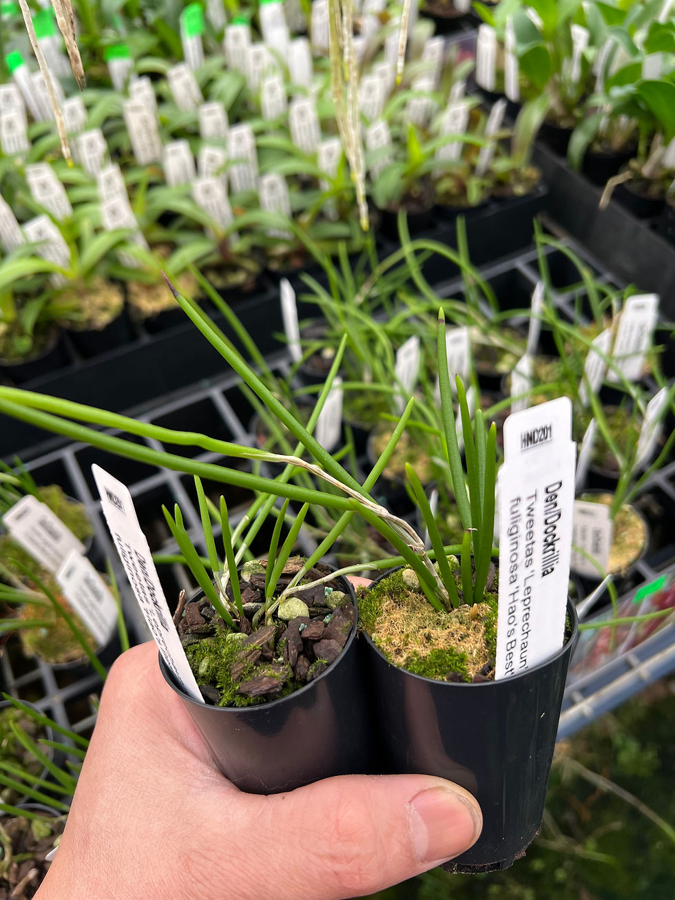 Thumbnail: Dendrobium Tweetas ‘Leprechaun’ x fuliginosa ‘Hao’s Best’ seedling 50mm pot