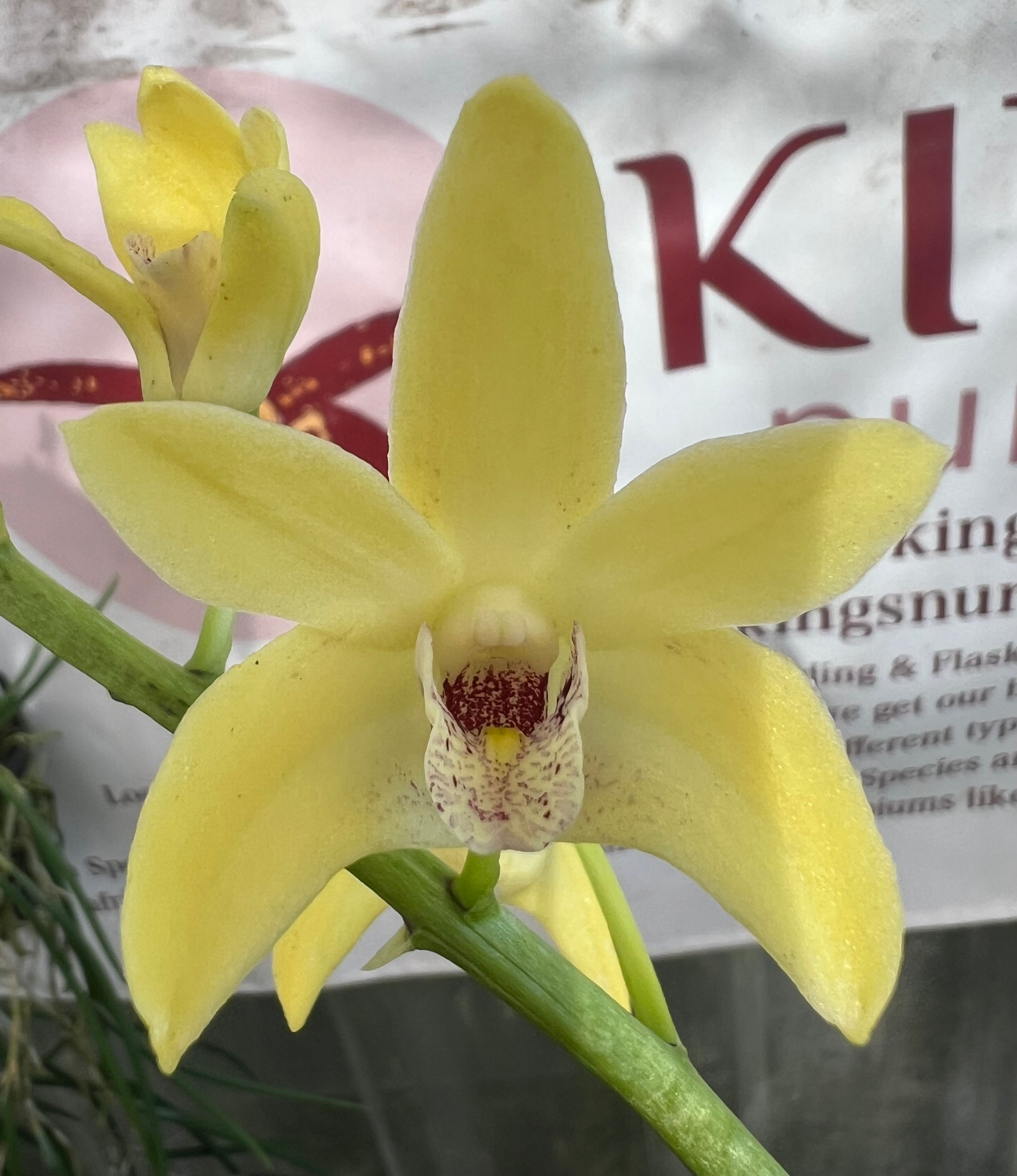 Dendrobium Special Memory ‘Sunshine’ x Brimbank Dream ‘Journey’ flowering 140mm