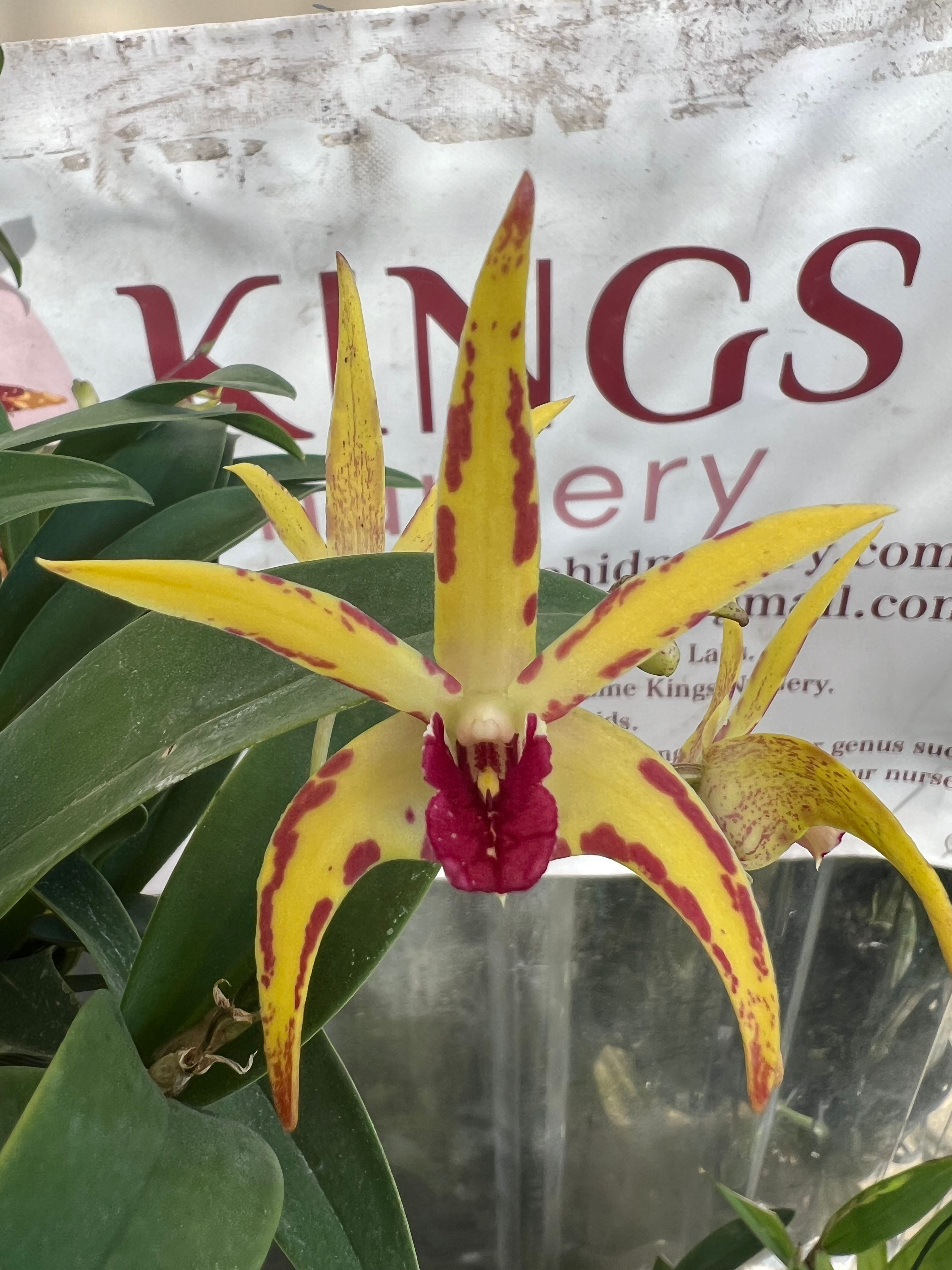 Dendrobium Australian Botanic Sparkler x Brimbank Fire first flowering 140mm pot