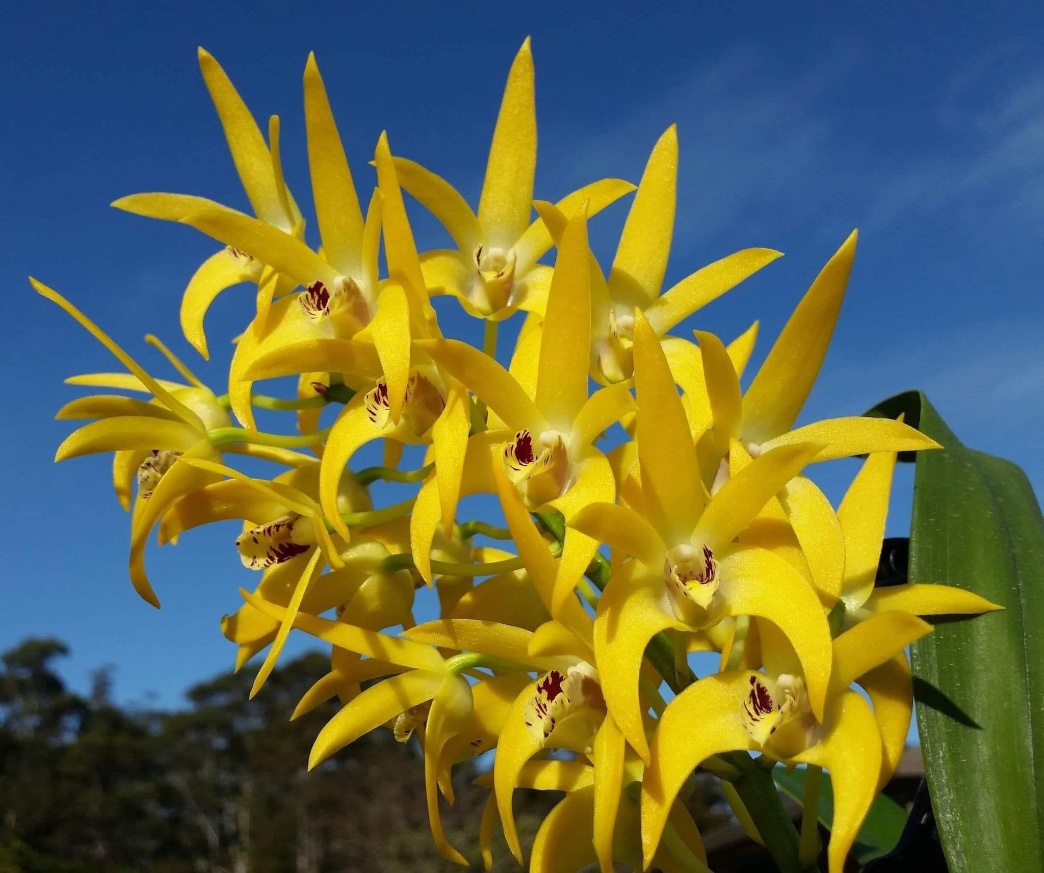 Dendrobium Brimbank Sandstome overgrowth flowering size seedling 140mm pot