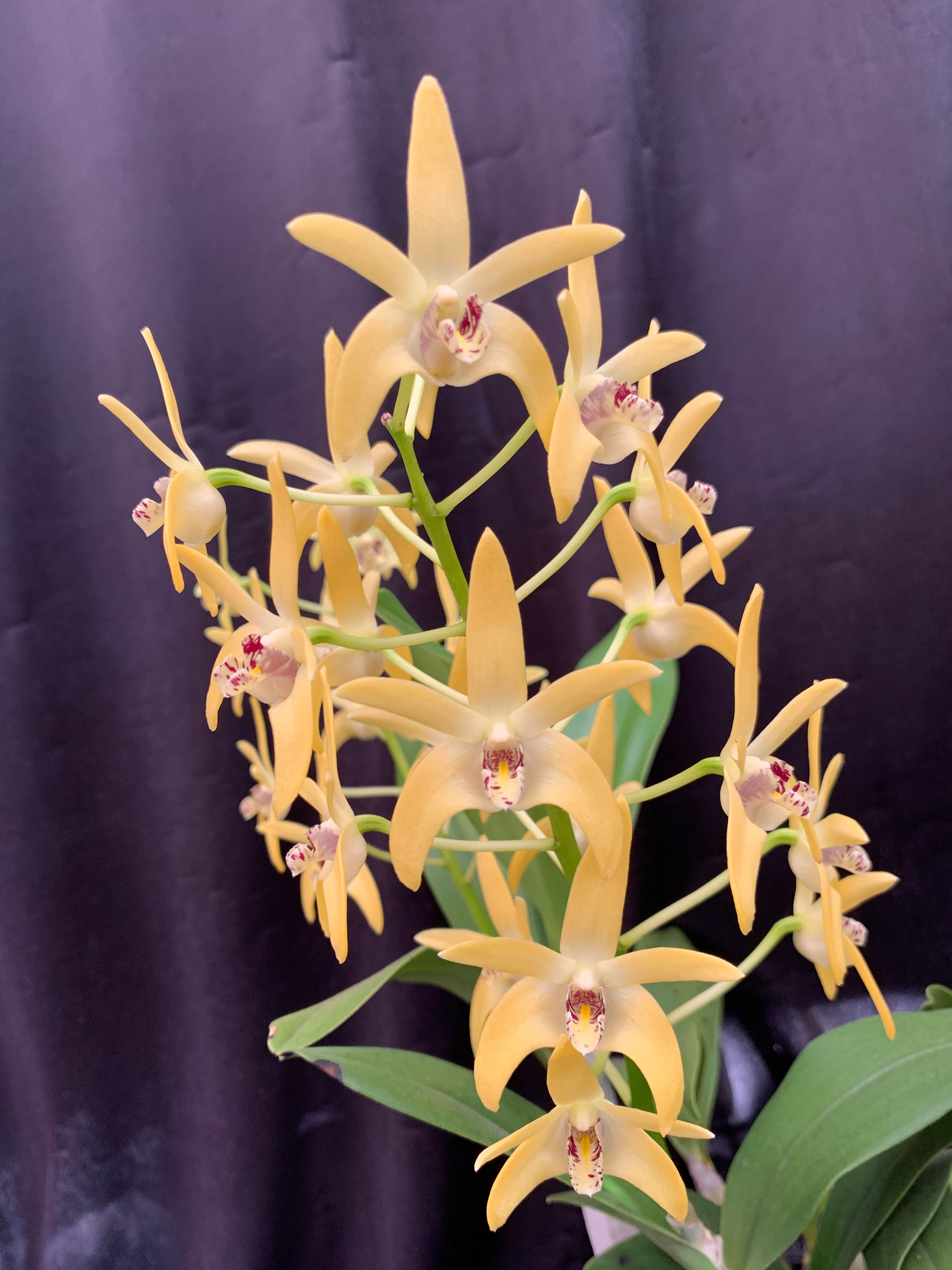 Dendrobium King’s Mystery flowering size seedling 140mm pot