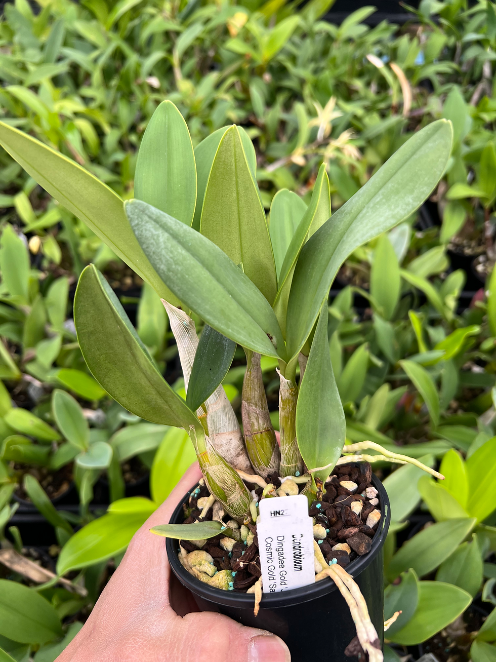 Thumbnail: Dendrobium Dingadee Gold ‘Journey’ x Cosmic Gold ‘Sandy’ seedling 100mm pots 
