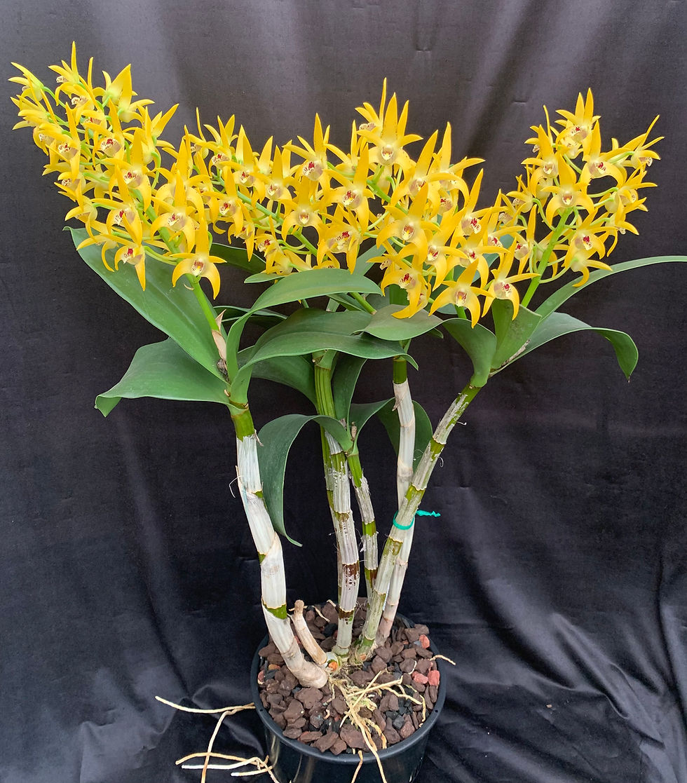 Thumbnail: Dendrobium Midas Touch ‘D3’ AM/AOC division 175mm pot