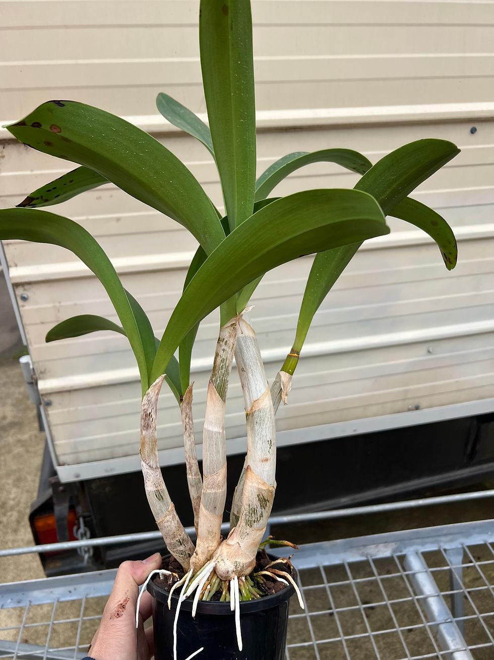 Thumbnail: Dendrobium Aus Goldrush ‘Hulk’ AM/OSCOV original division 140mm pot in buds