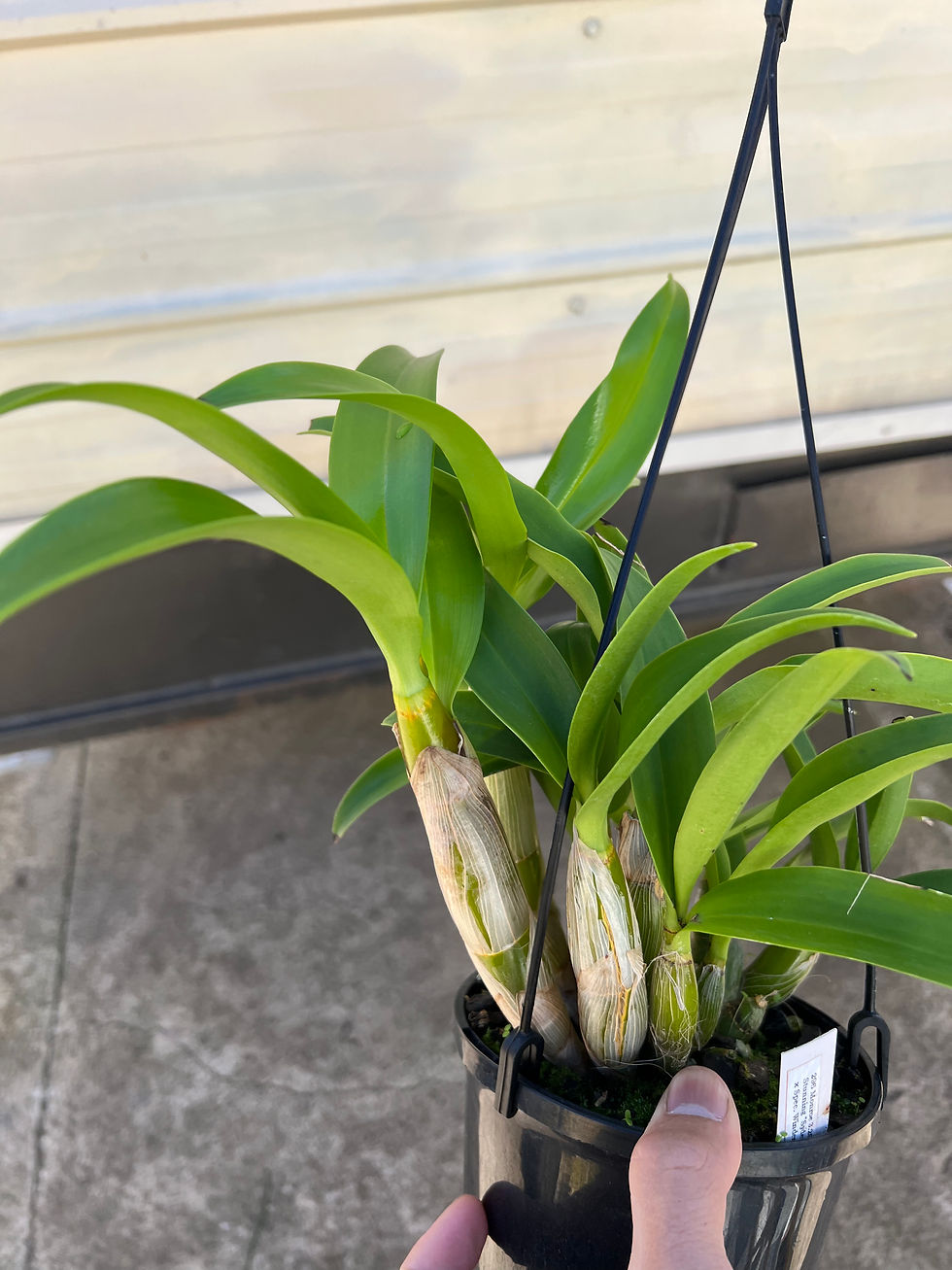 Thumbnail: Dendrobium Monroe flowering size seedling 140mm pot