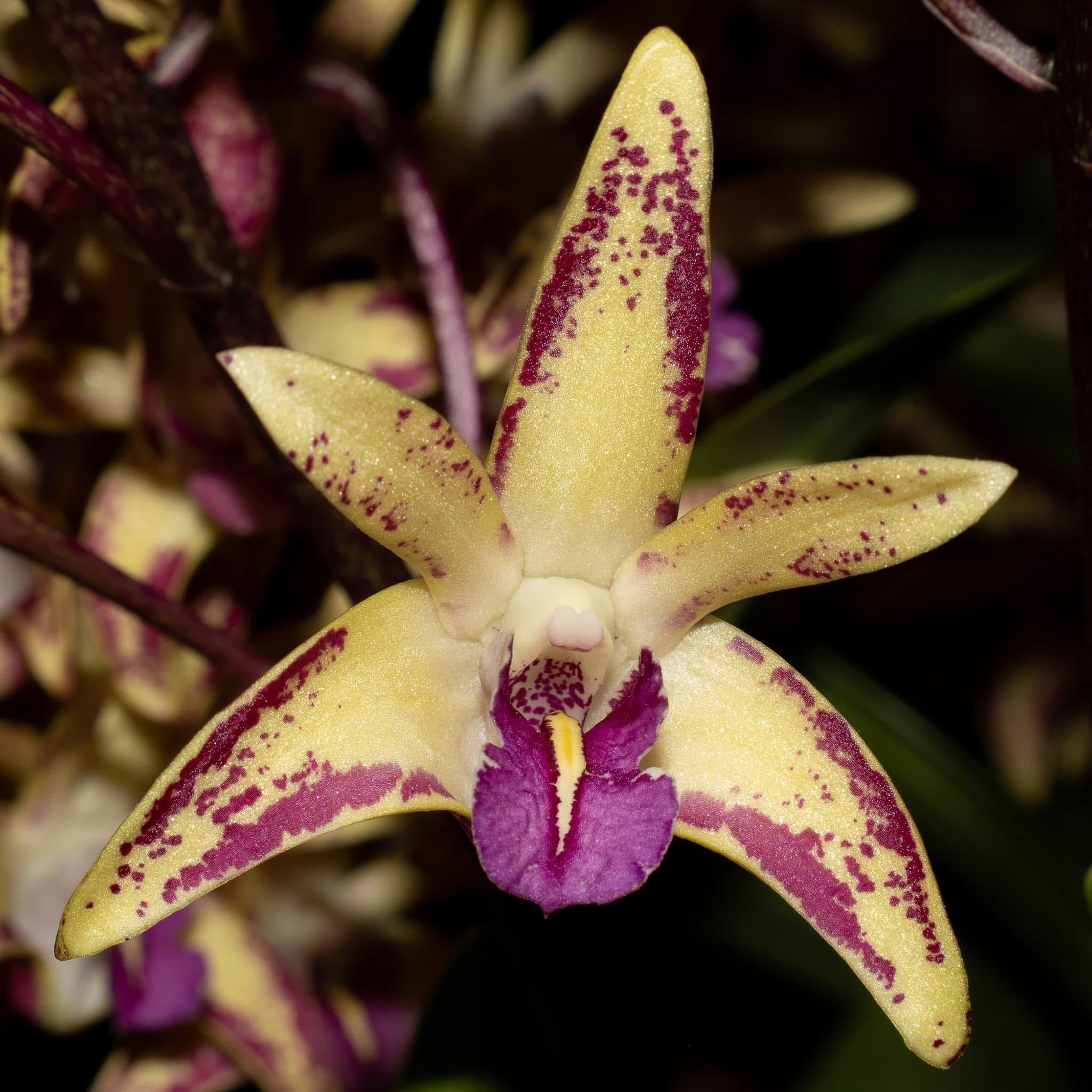 Dendrobium Australian Artist ‘Kev’ AM/AOC division 175mm pot last piece ever!!