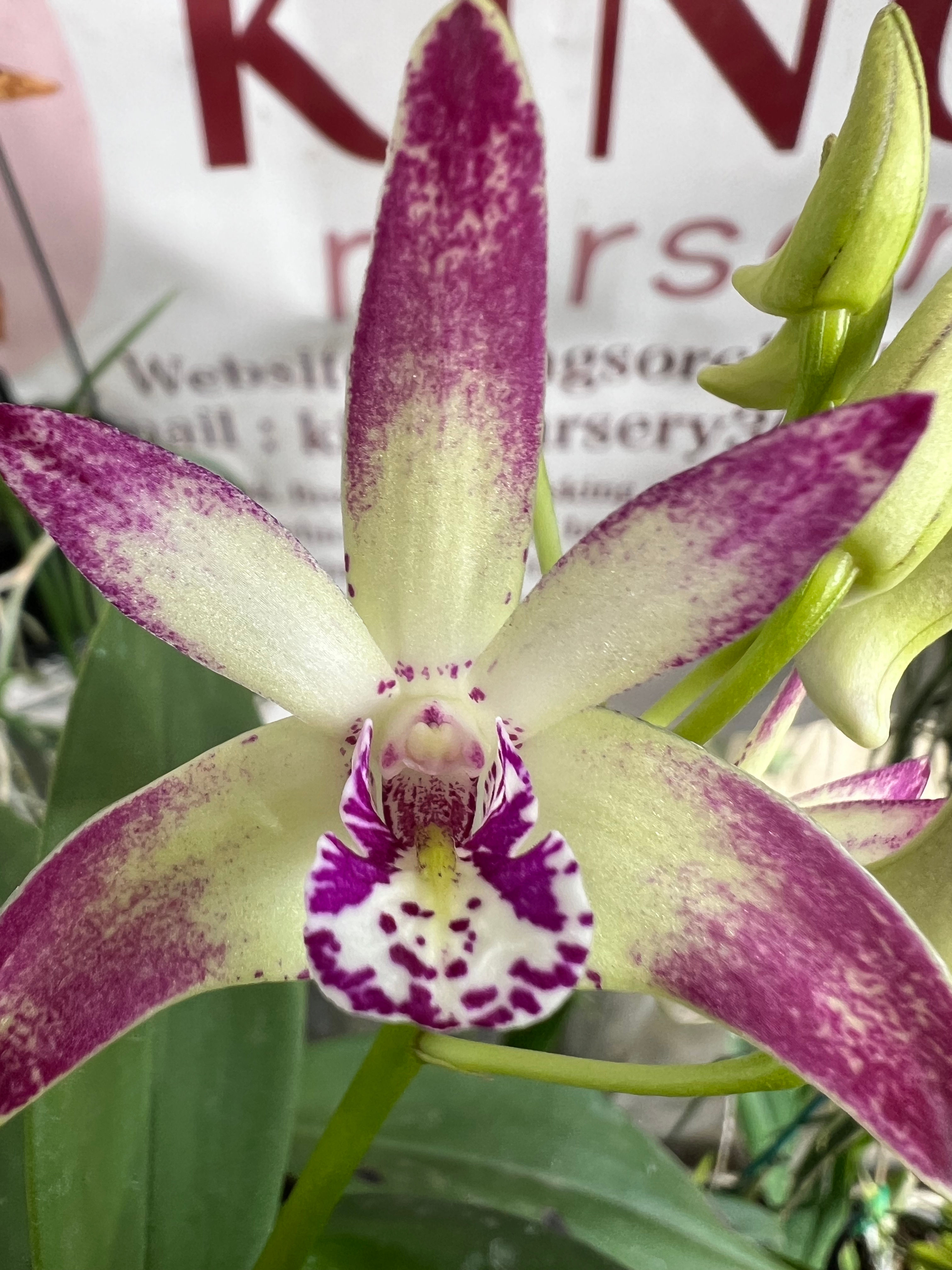 Dendrobium Saigon Wonderland flowering 140mm pot #1