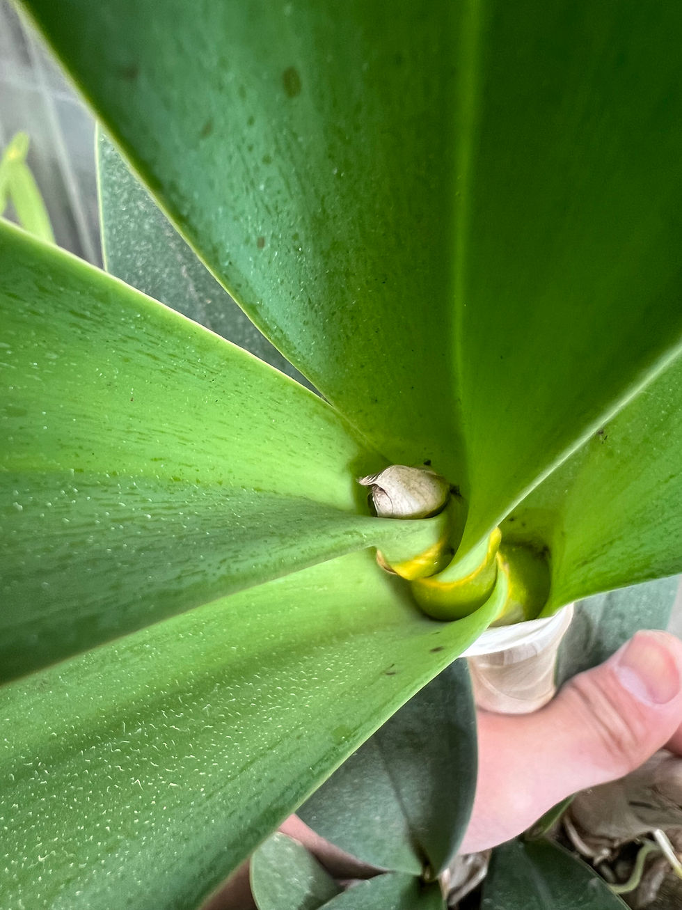 Thumbnail: Dendrobium Saigon Gold first flowering seedling 140mm pot