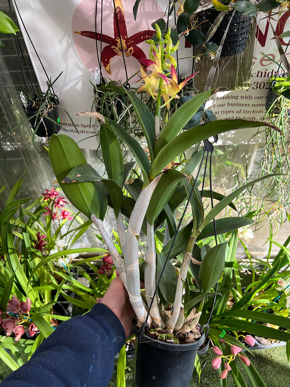 Thumbnail: Dendrobium Jayden ‘Sheen’ x Brimbank Dream ‘Hao’s Best’ first flowering 140mm 