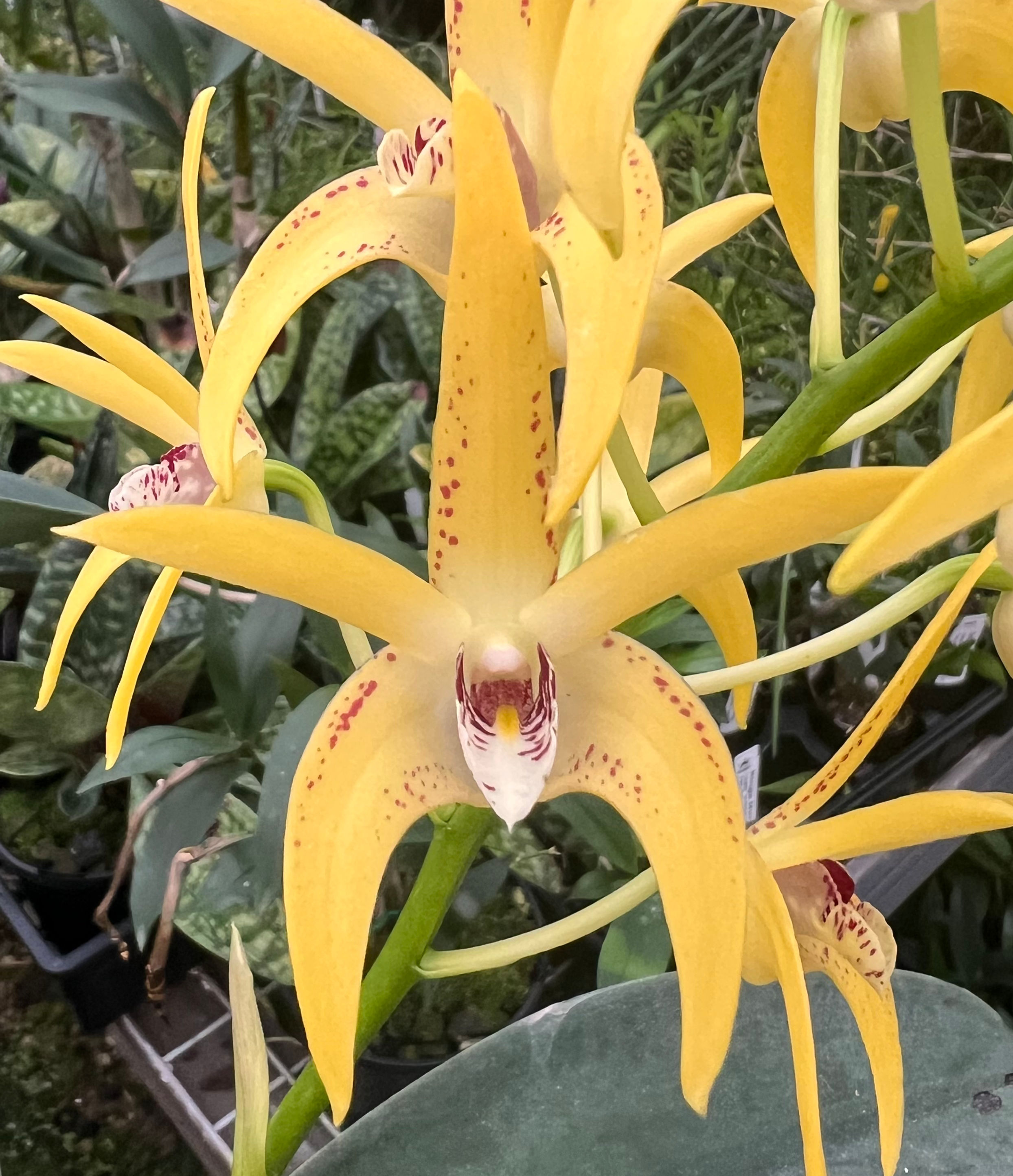 Dendrobium Cosmic Gold first flowering 140mm pot