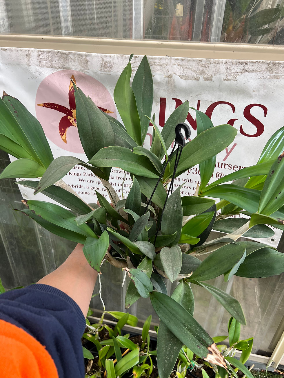 Thumbnail: Dendrobium Saigon Gold first flowering seedling 140mm pot