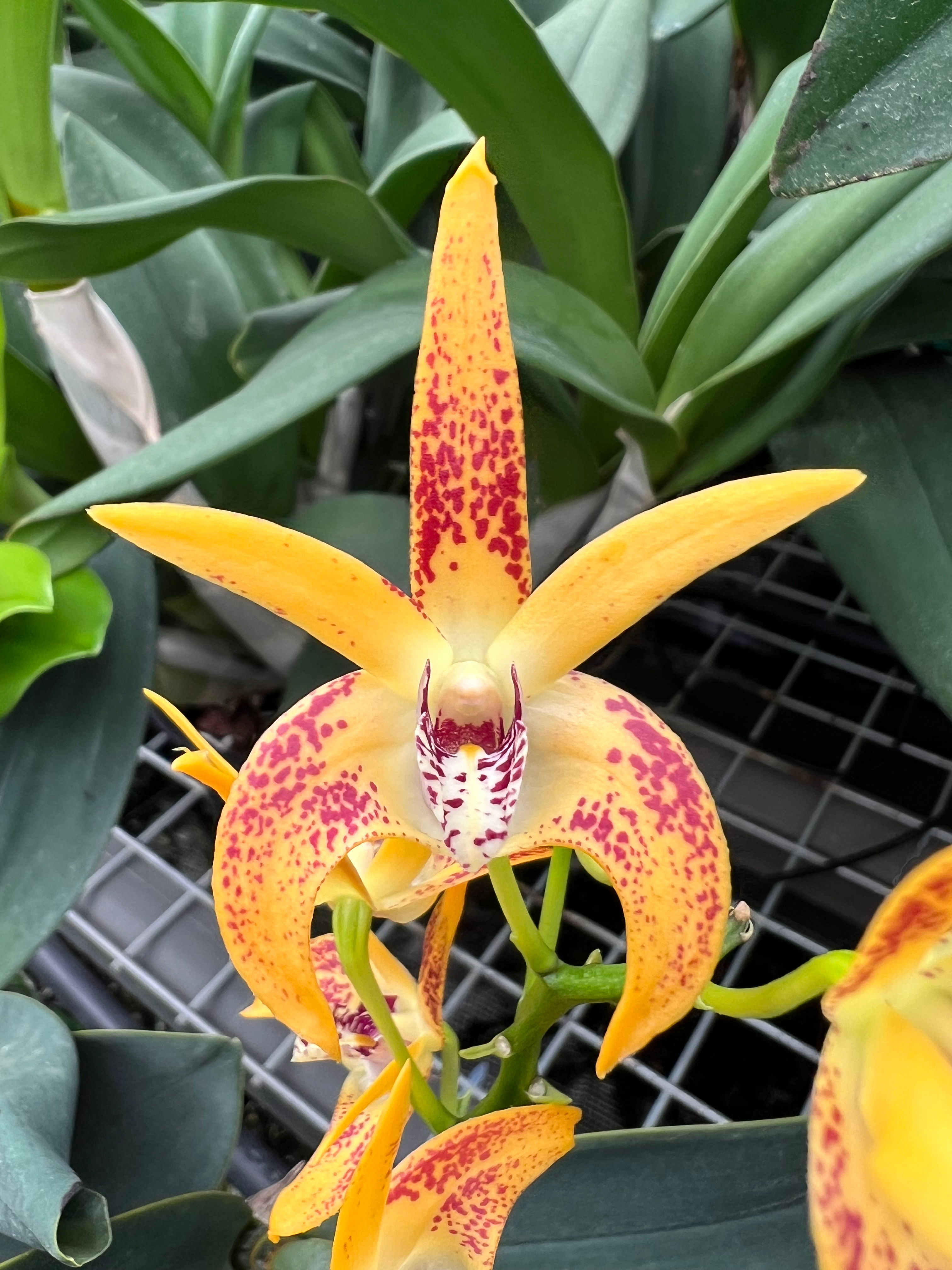 Dendrobium Avril’s Gold ‘Dark And Spotty’ division an Amarican Orchids 140mm pot