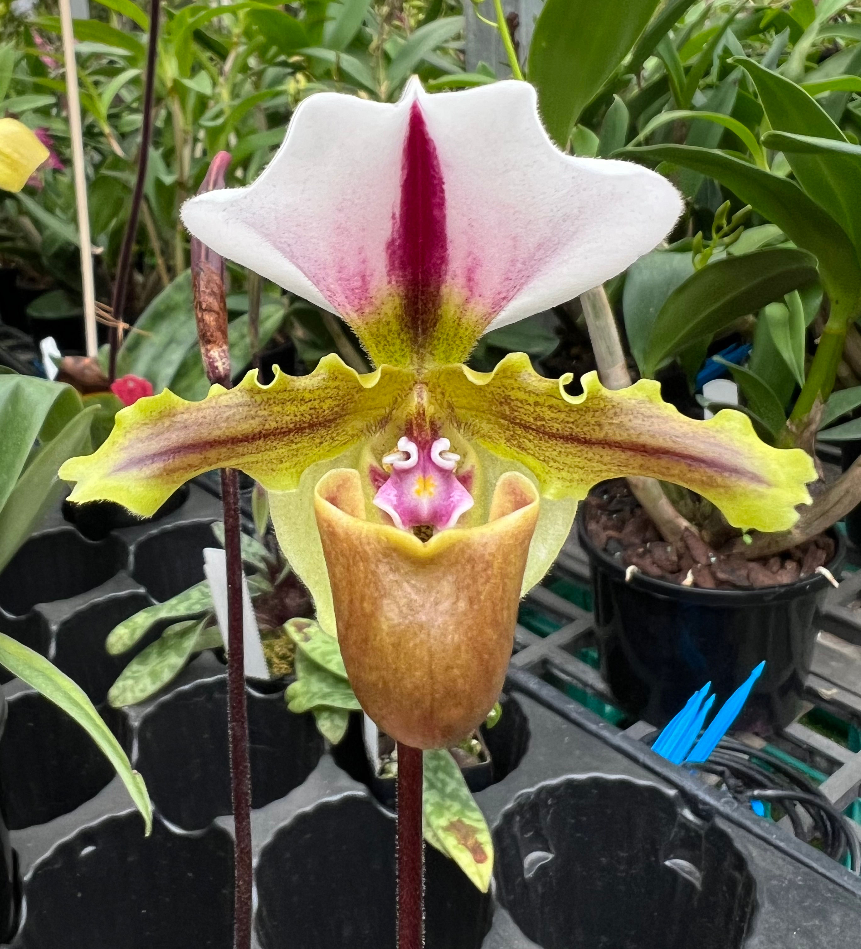 Paphiopedilum spicerianum species seedling 50mm pots 