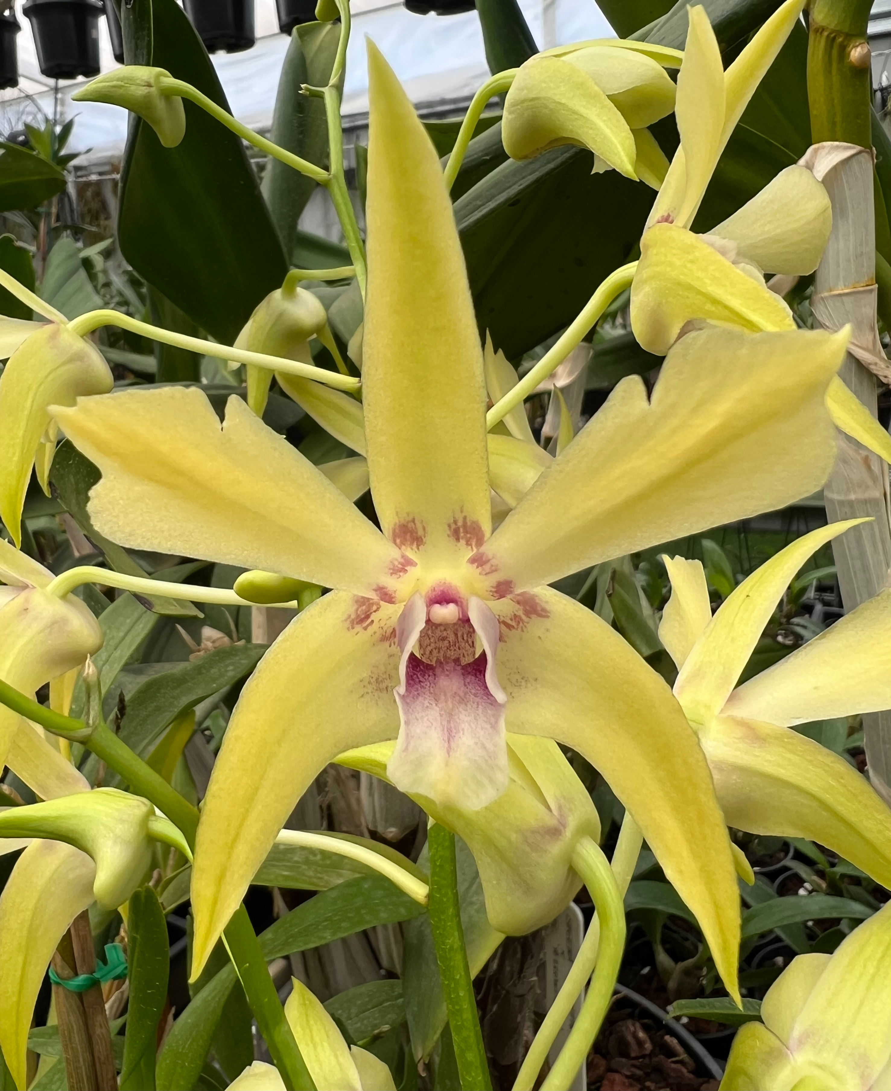 Dendrobium Mega ‘Mega Star’ division 140mm pot
