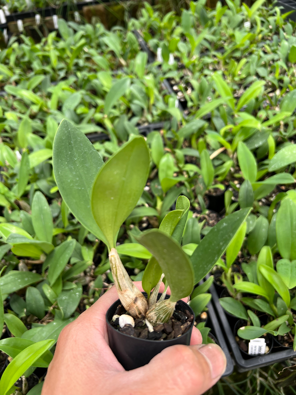 Thumbnail: 5 of Dendrobium Hilda Poxon ‘Joan Martin’ HCC x Cosmic Gold ‘Sandy’ FCC/AOC 50mm