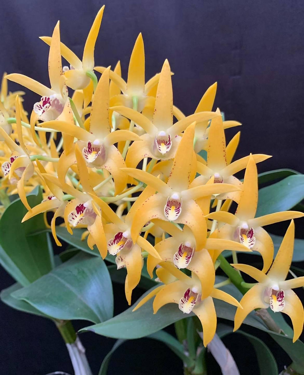 Thumbnail: Dendrobium Brimbank Sunshine  ‘Journey’ x Midas Touch ‘D3’ seedling  100mm pots 