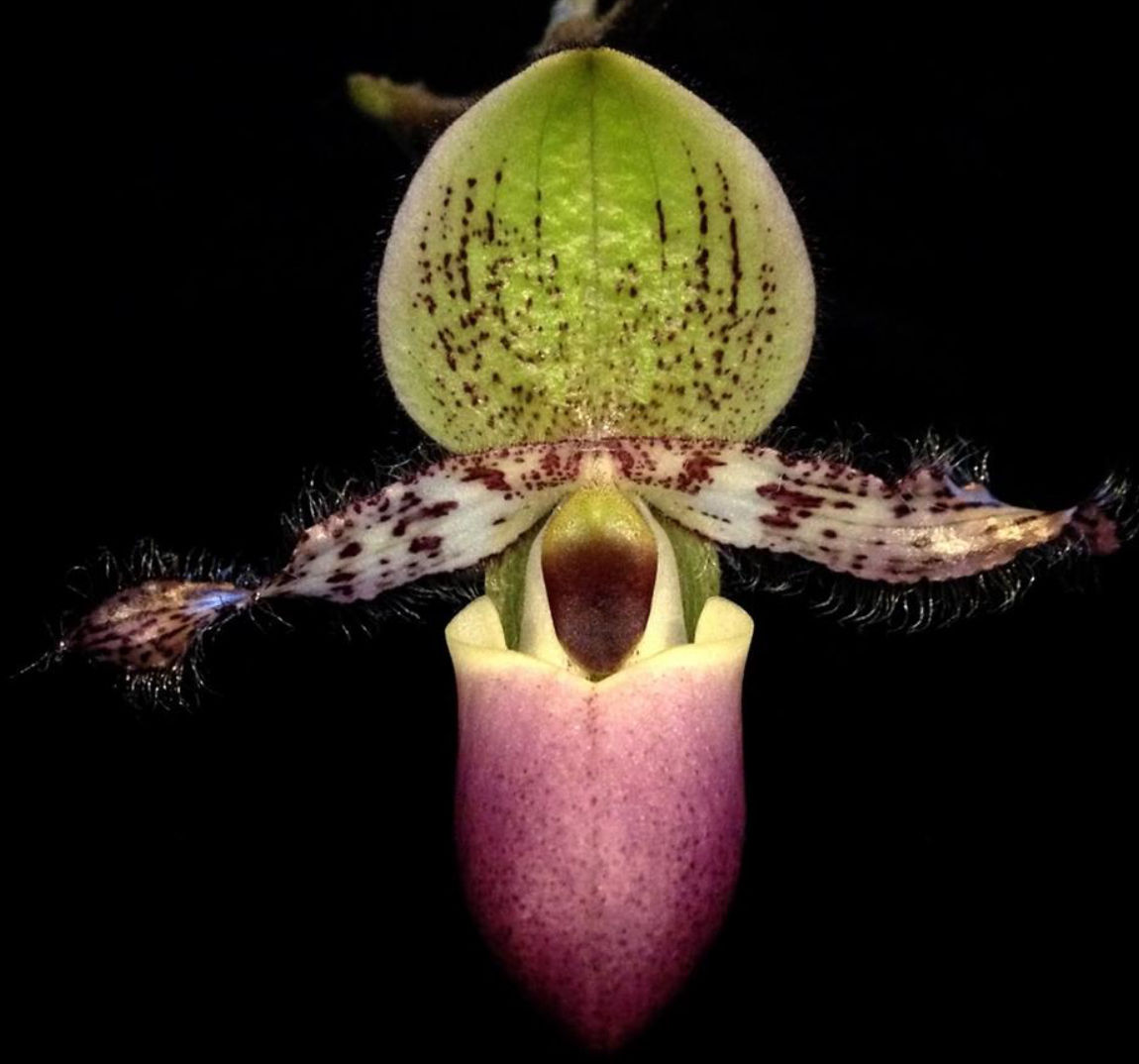 Paphiopedilum - Slippers Orchids glaucophyllum species 50mm pots