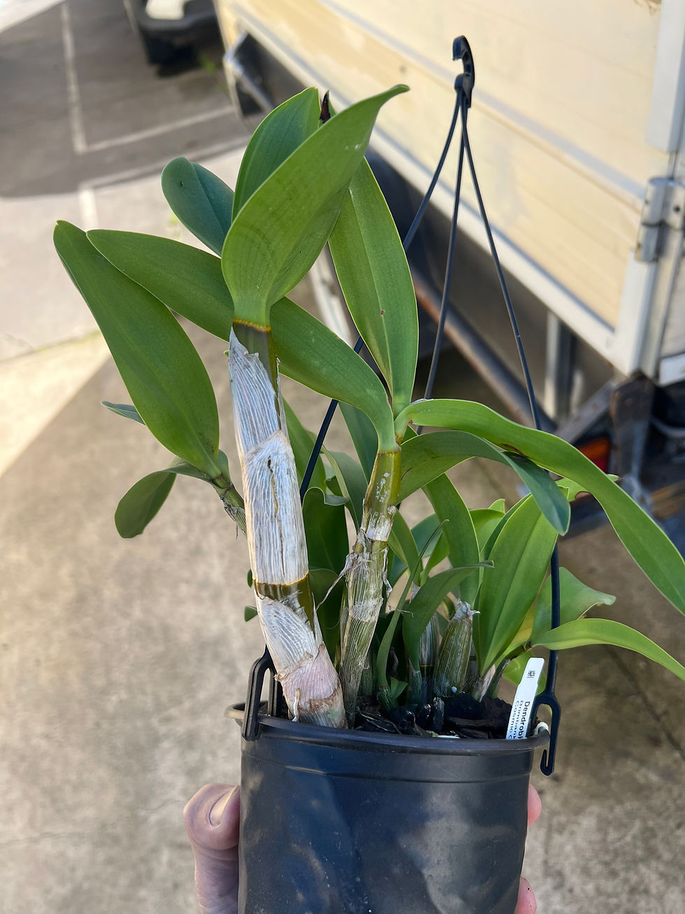 Thumbnail: Dendrobium King’s Cosmic Sunset flowering size seedling 140mm pot #1