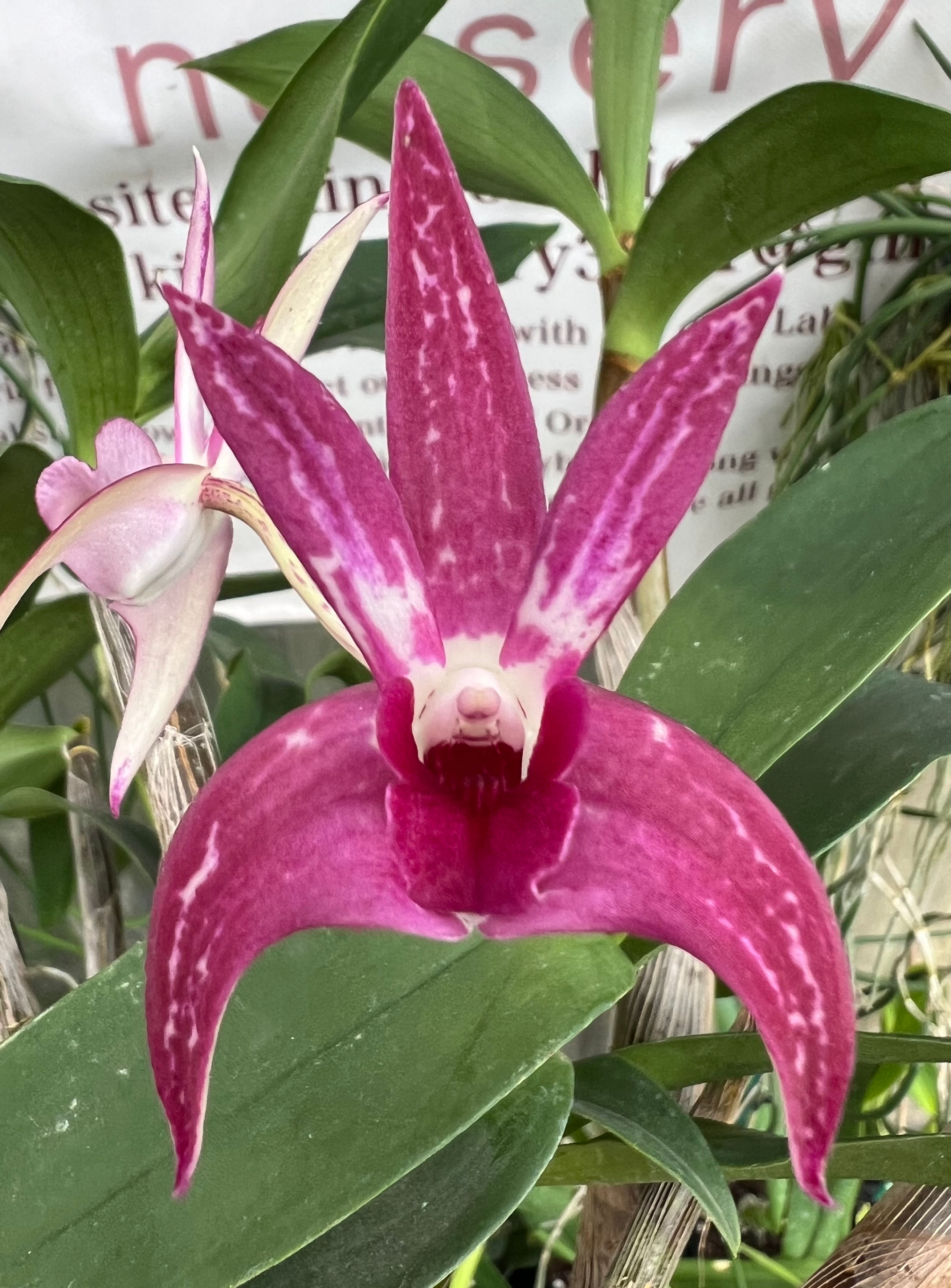 Dendrobium King’s Merlot flowering 140mm pot