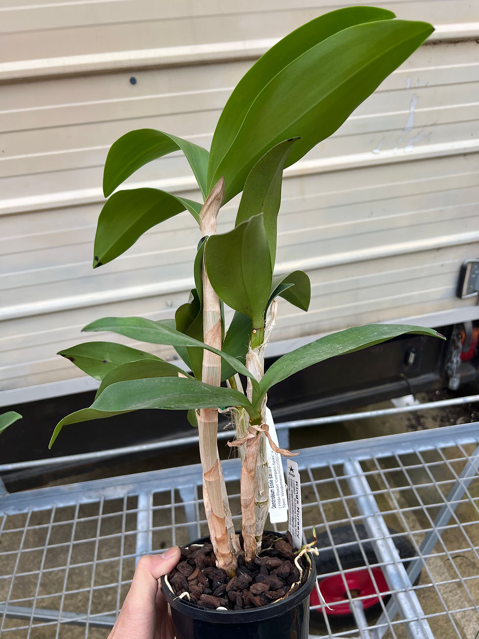 Thumbnail: Dendrobium Essie Banks ‘Chris’ division 140mm pot  last piece 