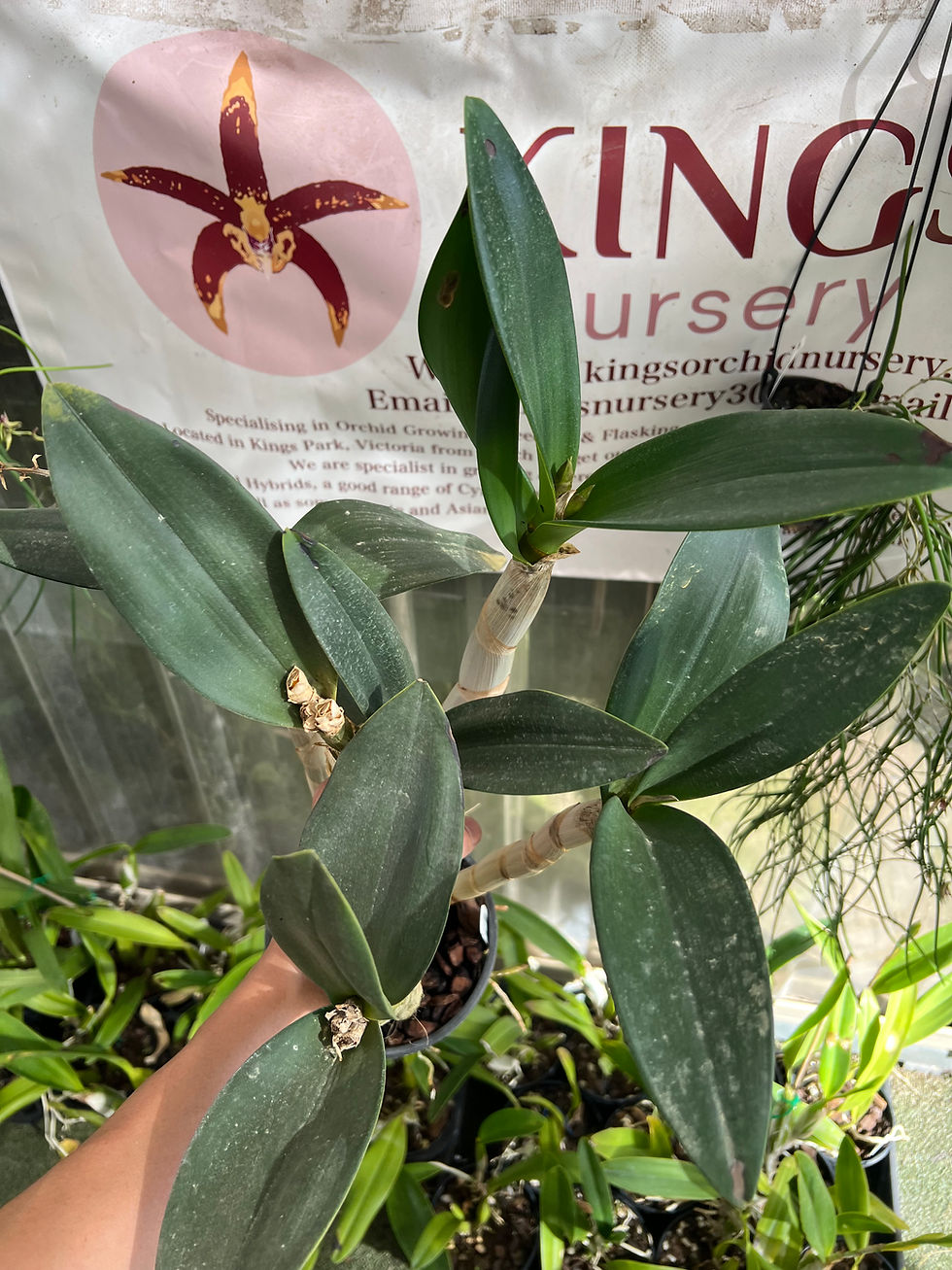 Thumbnail: Dendrobium Avril’s Gold ‘Pumkin Pie’ division 150mm pot