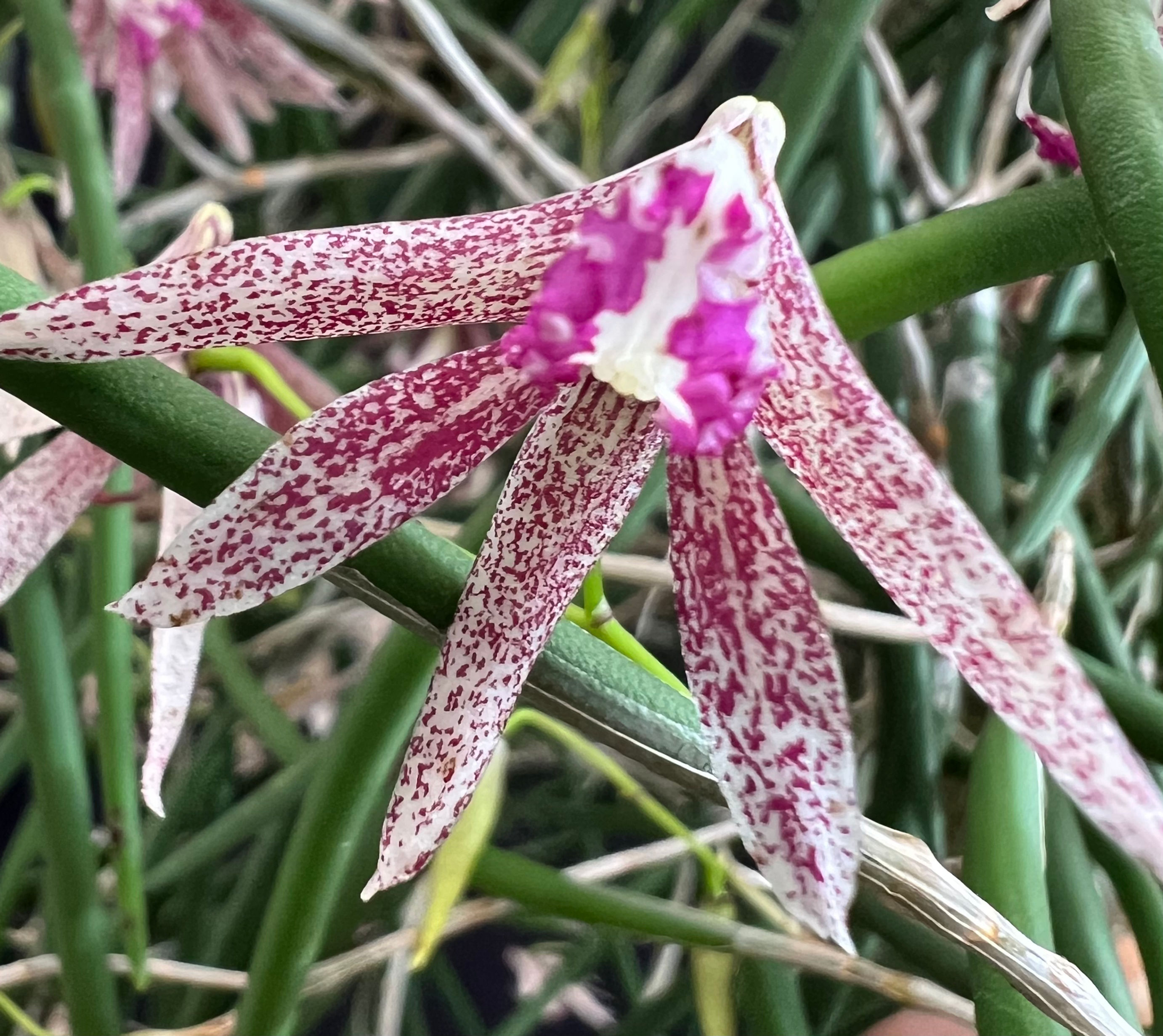 Den/Dockrillia Australian Freckles ‘Purple’ massive plants flowering on mounts