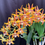 Thumbnail: Dendrobium Avril’s Gold ‘Phoebe’ mericlones 50mm pots 