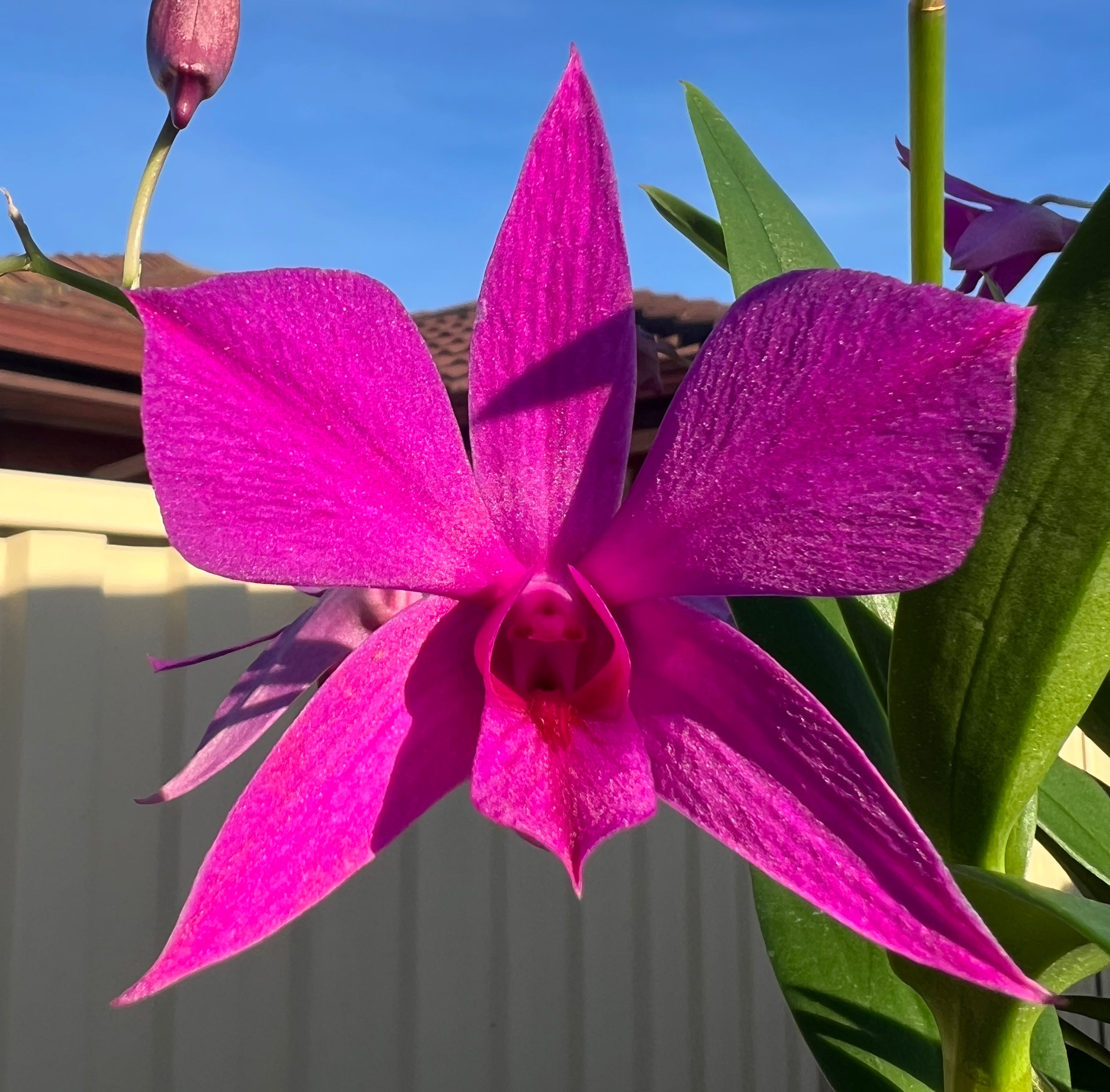 Dendrobium Hera ‘Lakewood’ flowering division very rare 140mm pot
