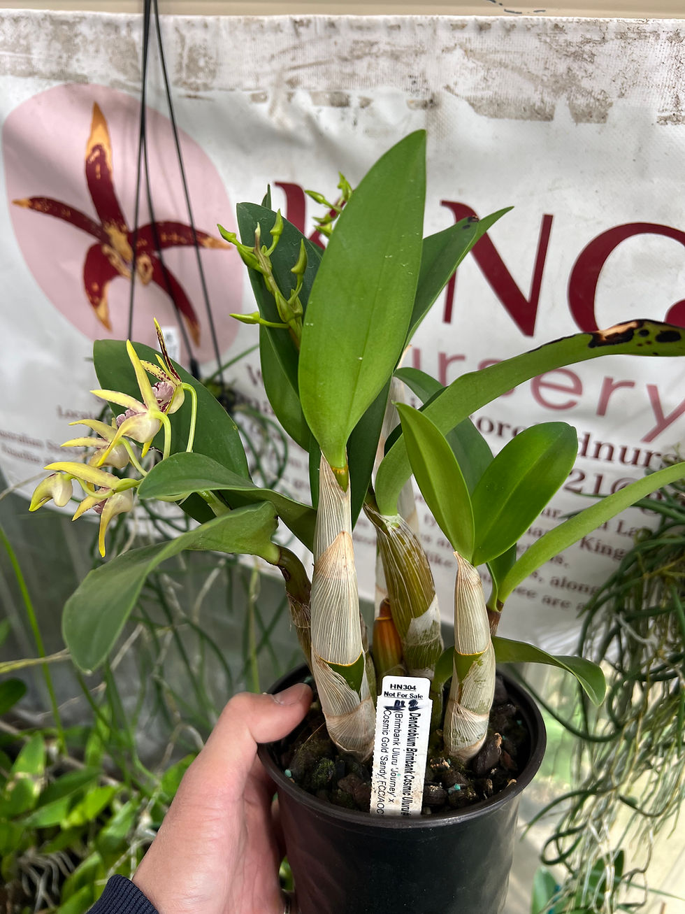 Thumbnail: Dendrobium Brimbank Uluru ‘Journey’ x Cosmic Gold ‘Sandy’ first flowering 140mm 