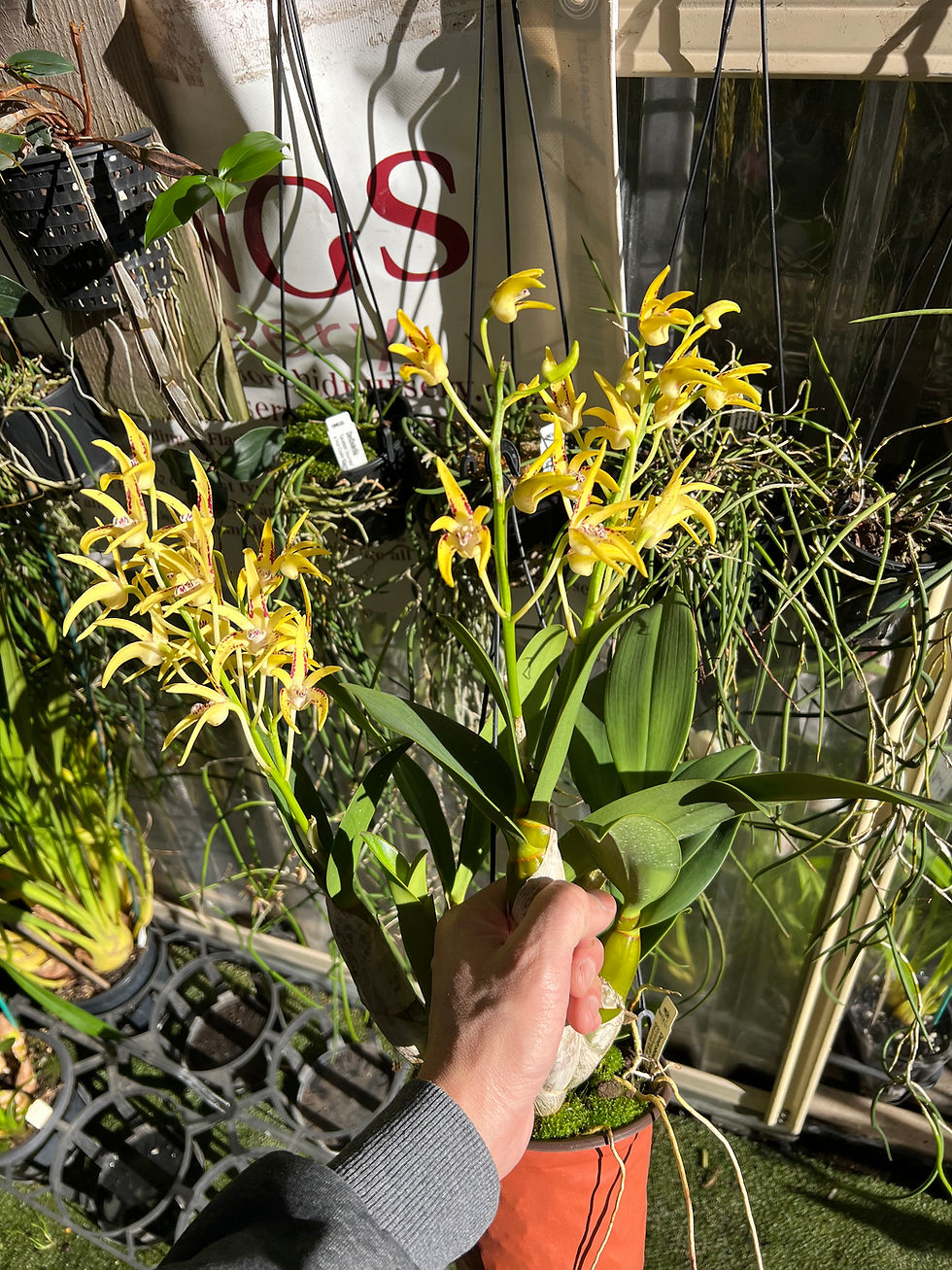 Thumbnail: Dendrobium Brimbank Sunshine ‘Journey’ x Cosmic Gold ‘Sandy’ first flowering 