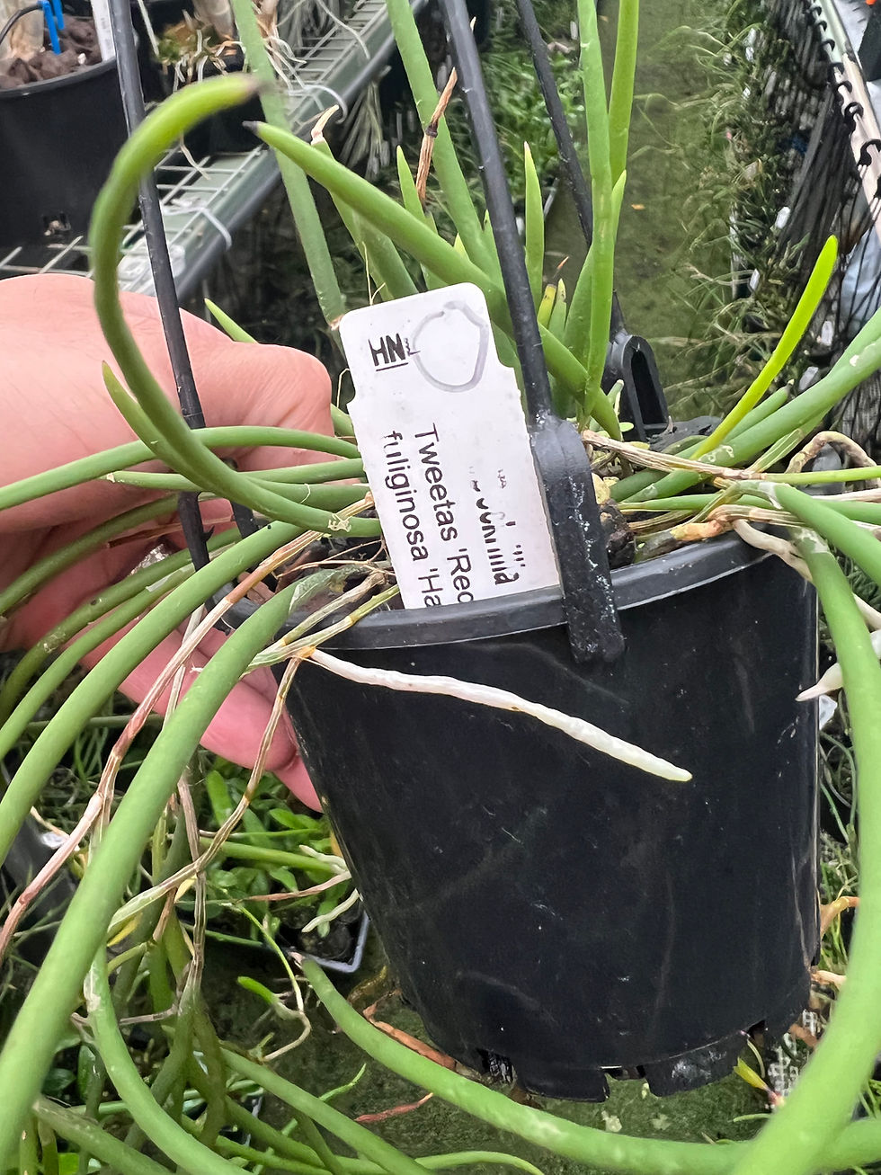 Thumbnail: Dockrillia Legend Ruby ‘Kings Supreme’ flowering 