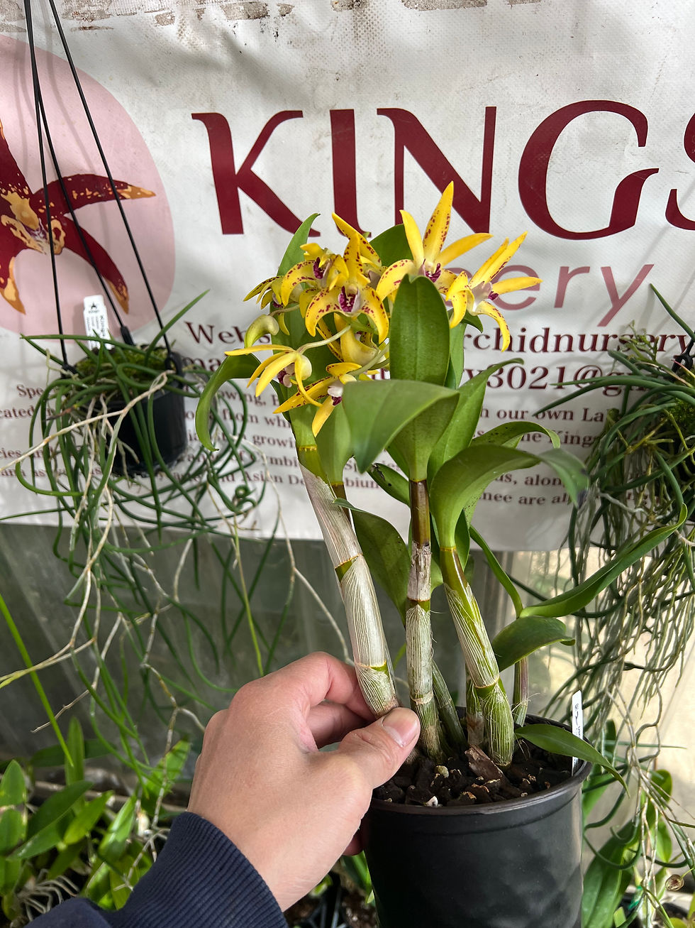Thumbnail: Dendrobium King’s Cosmic Tornado #2 first flowering 140mm pot