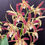 Thumbnail: Dendrobium Eclipse ‘Journey’ x Sunglow ‘KWR’ seedling 100mm pots