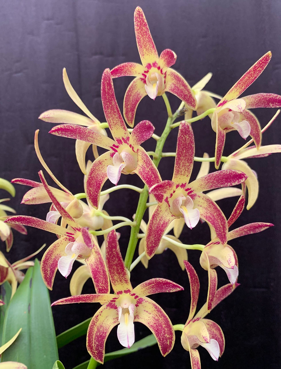 Dendrobium Eclipse ‘Journey’ x Sunglow ‘KWR’ seedling 100mm pots