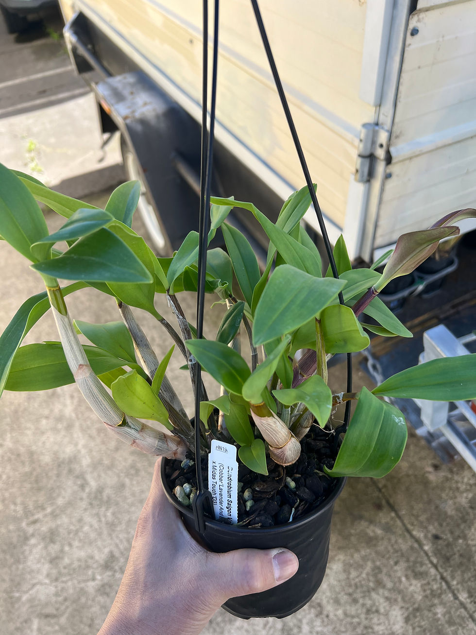Thumbnail: Dendrobium Saigon Venus flowering size seedling 140mm pot