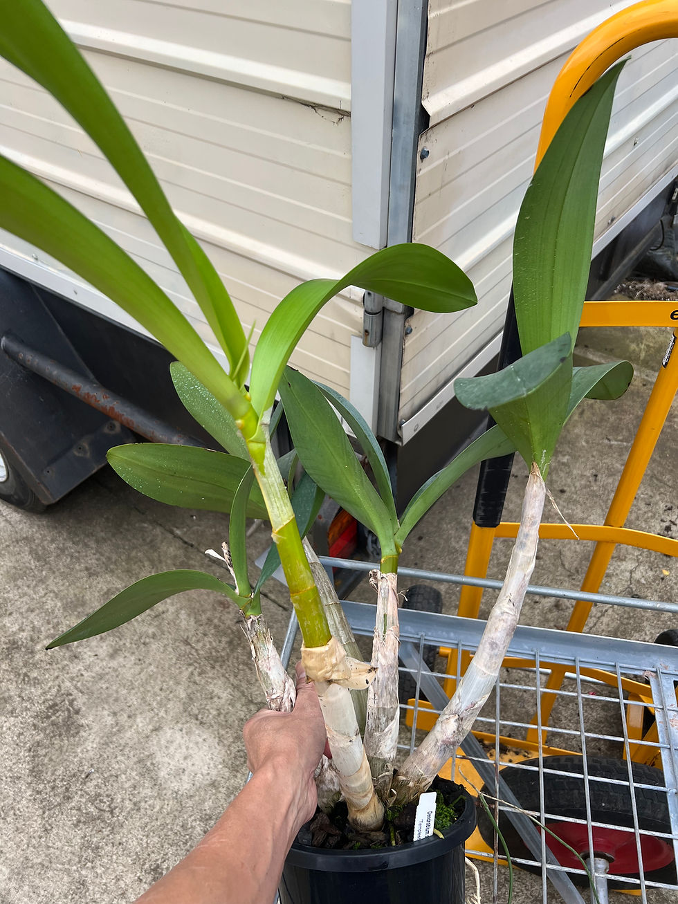 Thumbnail: Dendrobium Speciosum Moonmere ‘Templestown’ AM/AOC division 200mm pot