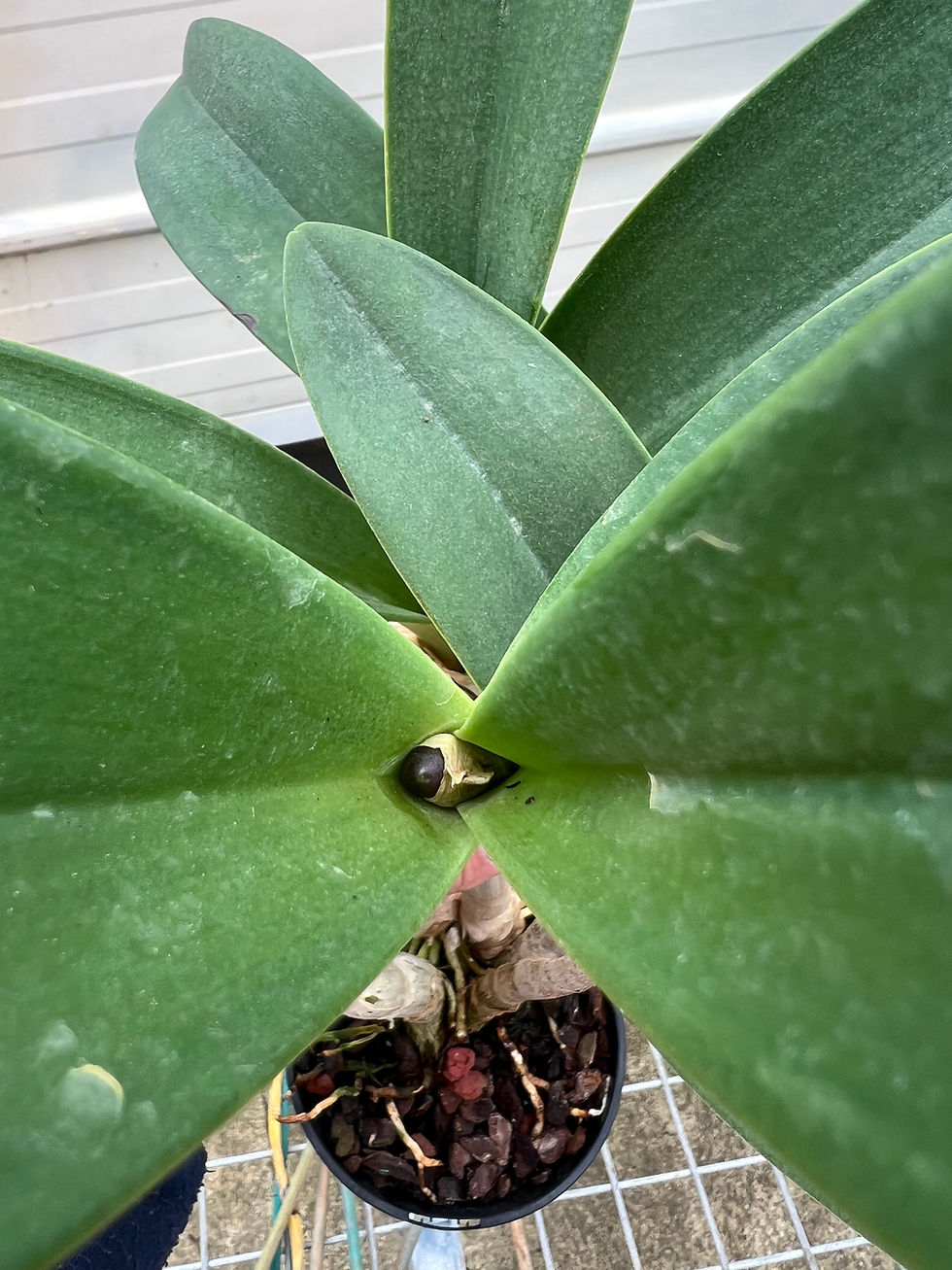 Thumbnail: Dendrobium Aus Goldrush ‘Hulk’ AM/OSCOV original division 140mm pot in buds