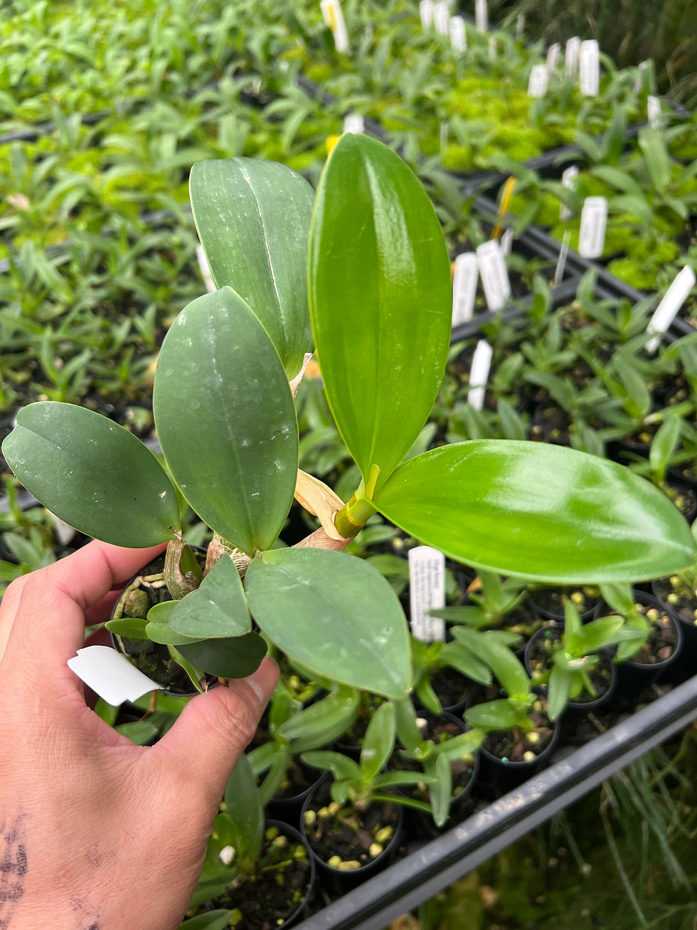 Thumbnail: Dendrobium Avril’s Gold ‘Phoebe’ mericlones 50mm pots 