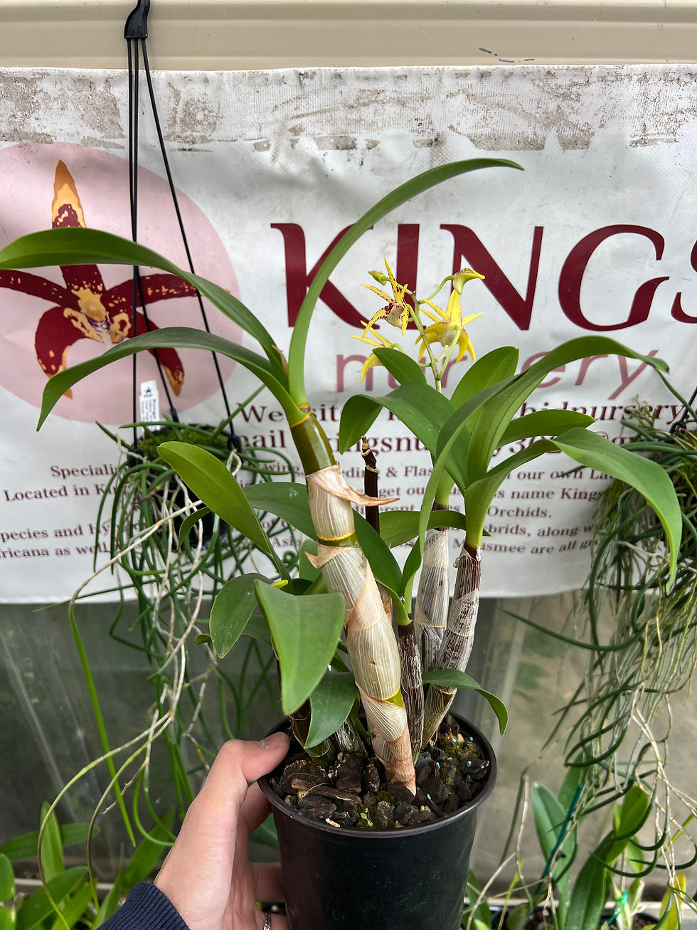 Thumbnail: Dendrobium Jesmond Sparkler x Cosmic Gold ‘Sandy’ first flowering 140mm pot #1