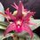 Thumbnail: Flasks Dendrobium Saigon Sunrise  ‘My’s Choice’ x Cosmic Cobber ‘Journey’ 