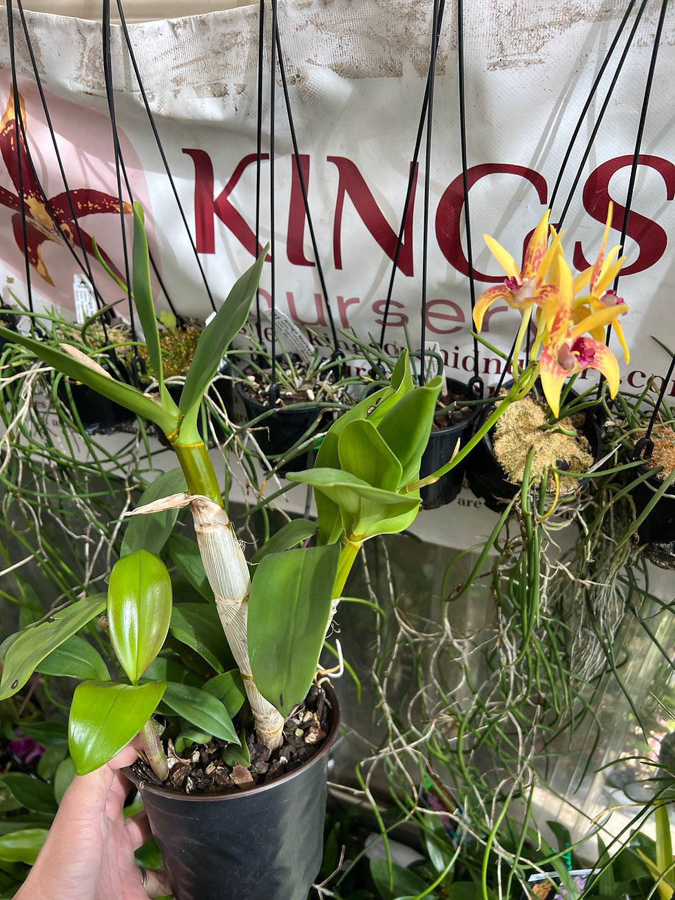 Thumbnail: Dendrobium King’s Tornado first flowering 140mm pot