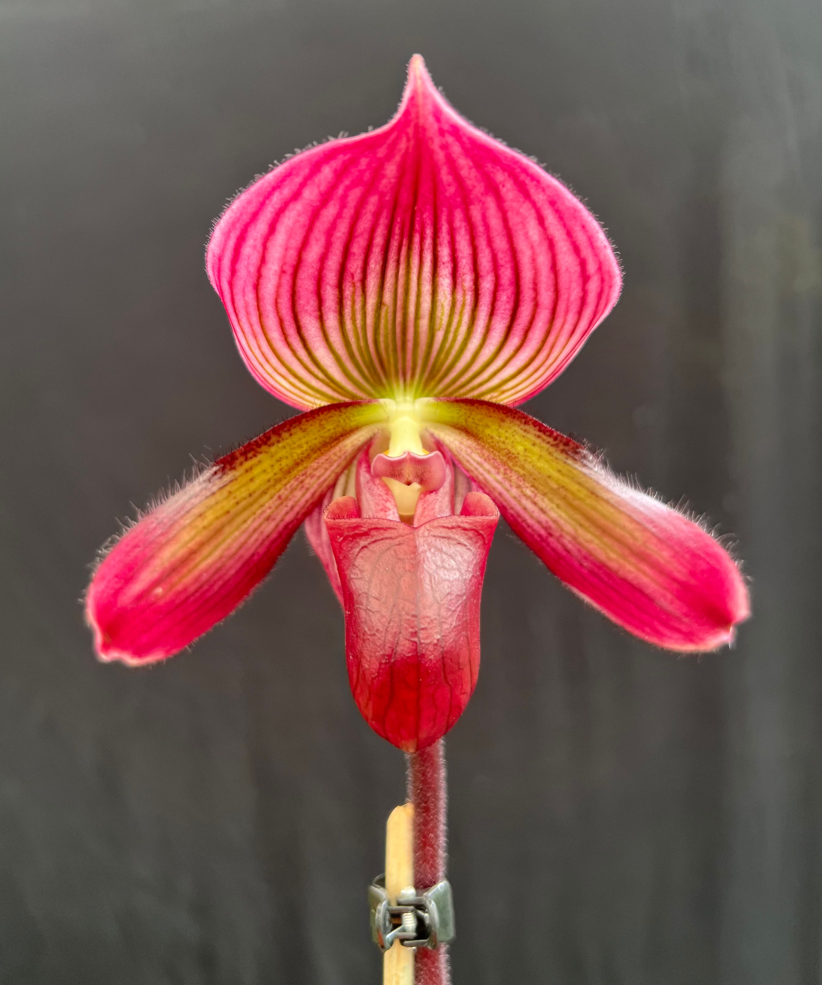 Paphiopedilum Doya Impulse x rungsuriyanum seedling 50mm pot