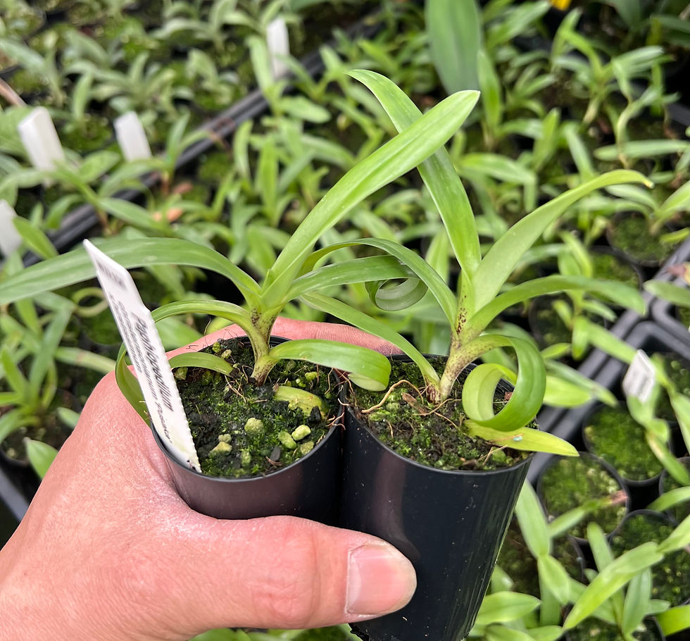 Thumbnail: Paphiopedilum Christensonianum x hirsutissimum seedling 40mm pot