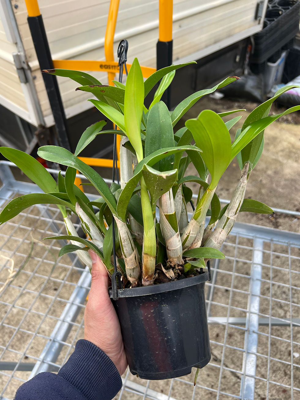 Thumbnail: Dendrobium Jayden  ‘Sheen’ x Brimbank Gold ‘Hao’s’ seedling 140mm pot