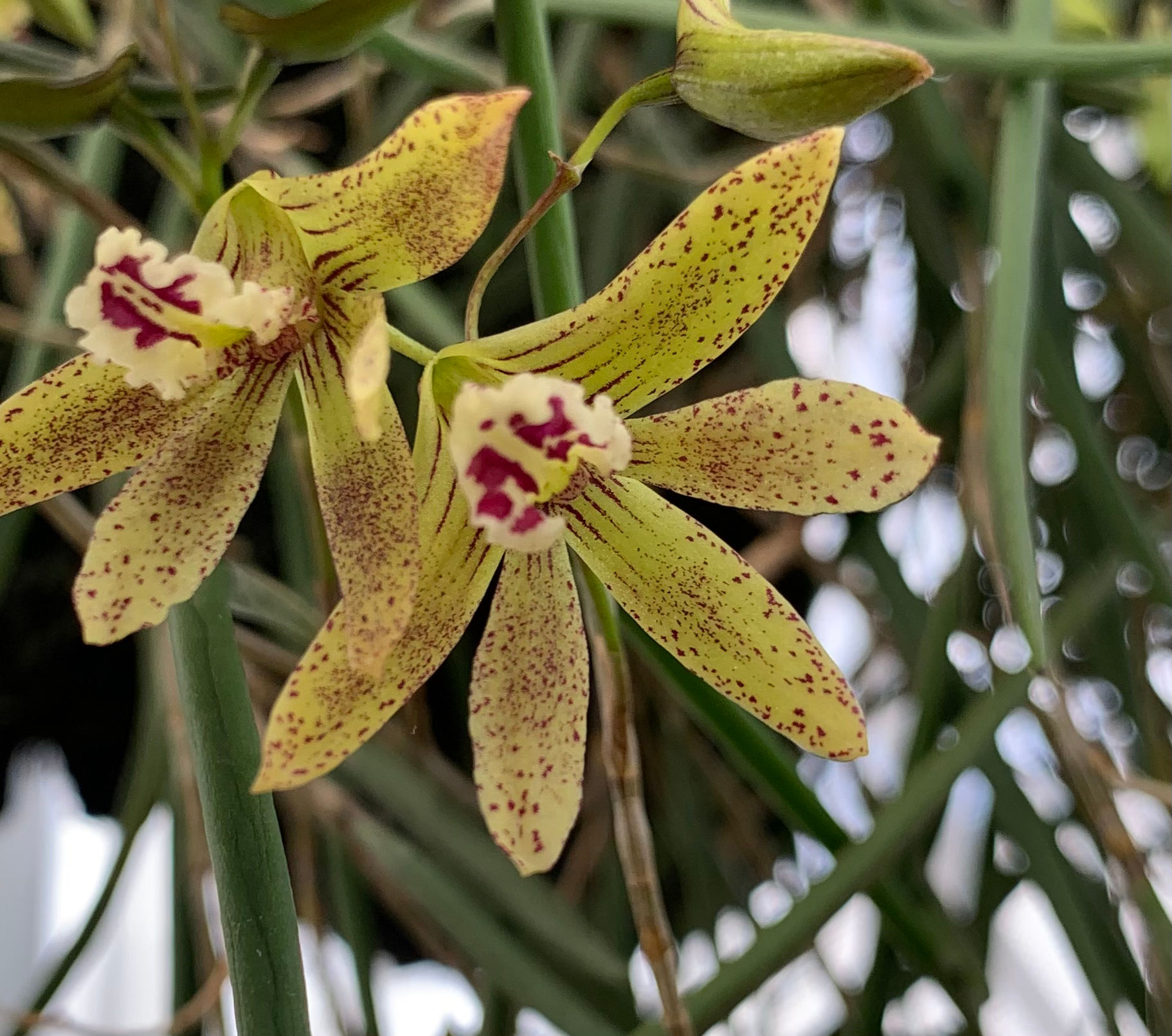 Super Super size Dockrillia Tamara  ‘JD Spots’ specimen plants