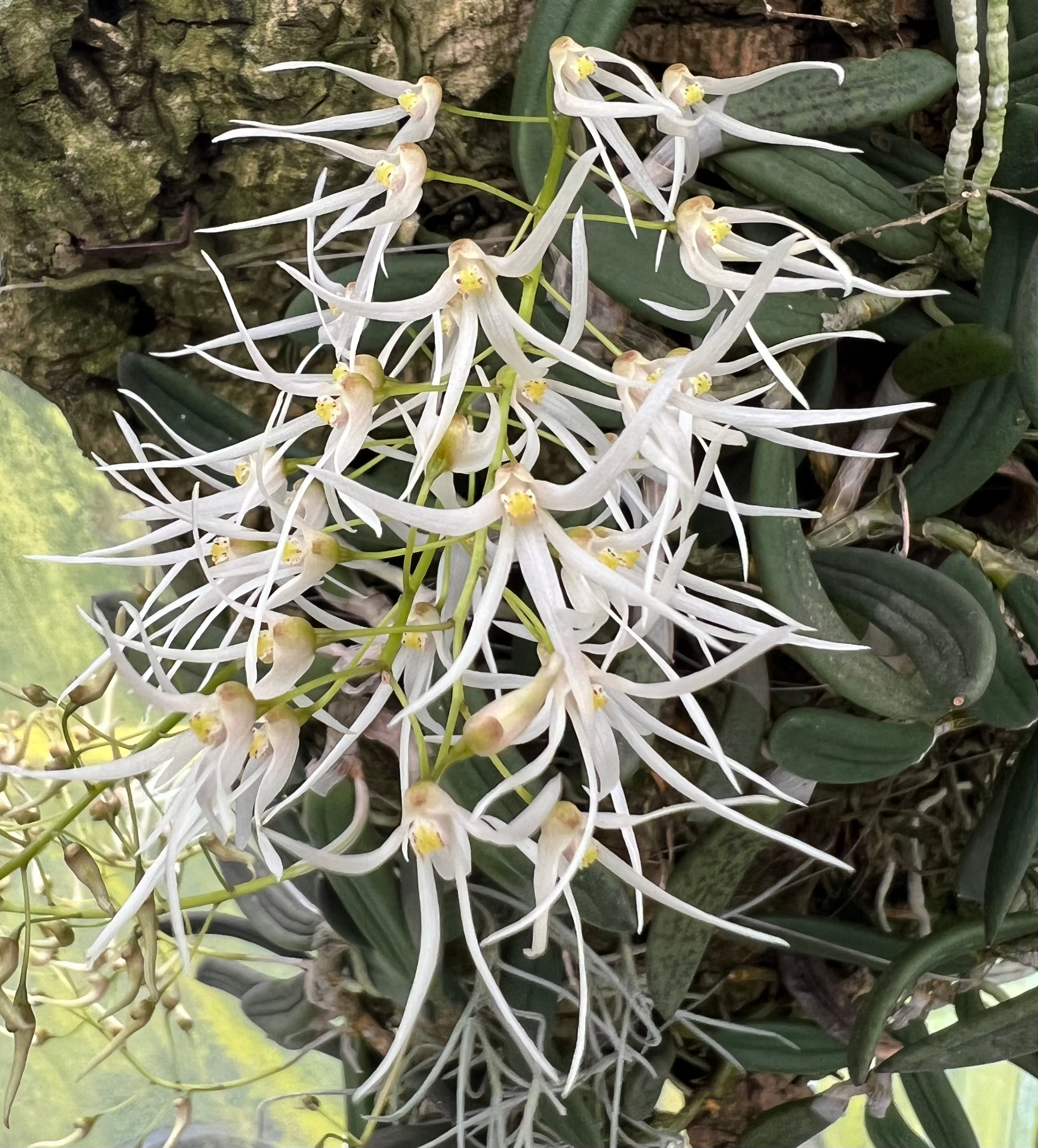 Dendrobium linguiforme var linguiformis super size on mounts
